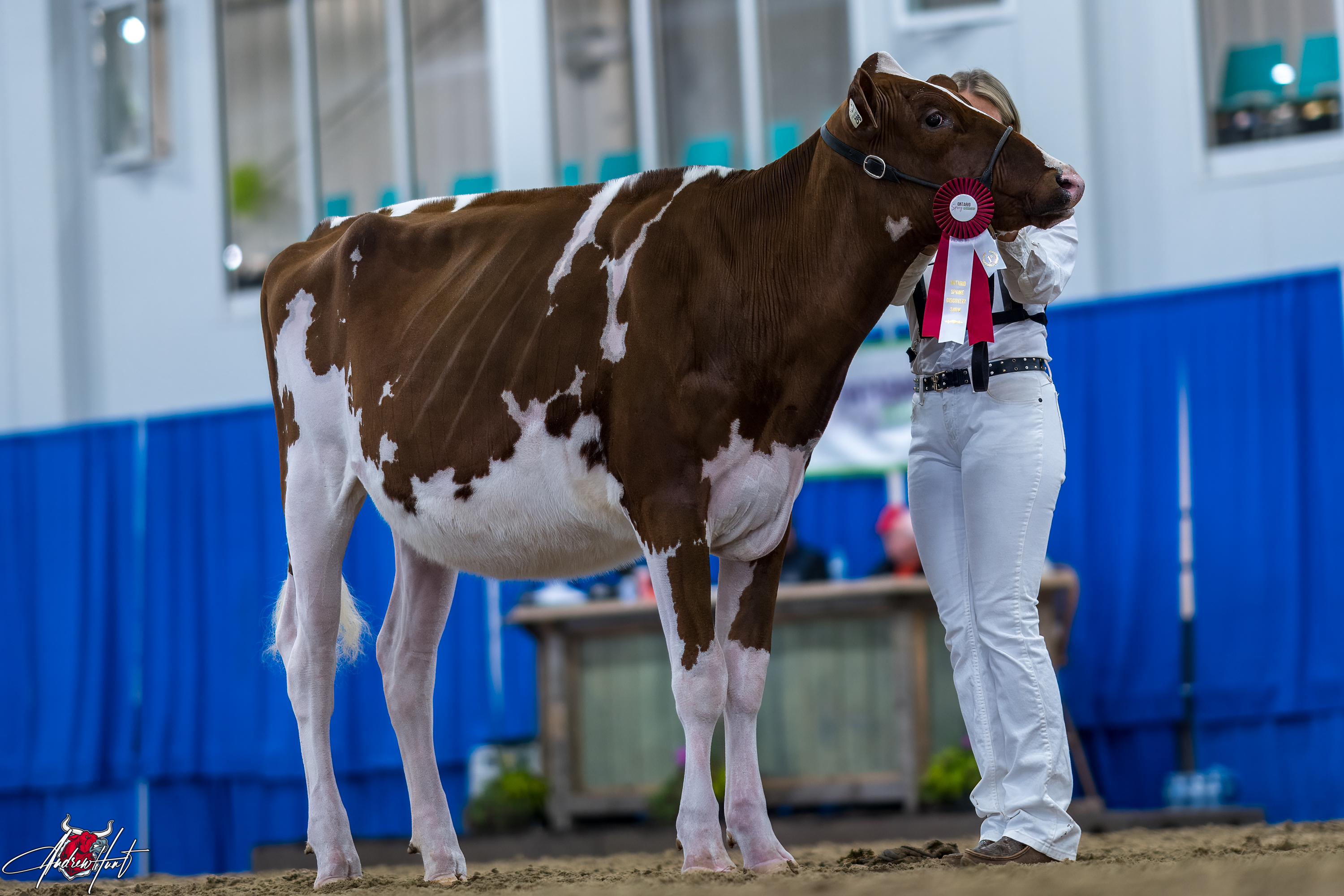WINRIGHT BELIEVE TALLAHASSEE1st place Spring Yearling Ontario Spring Discovery Dairy Show Holstein 2024 M & G LINTVELT , R. SHORE , VERTHEIN & GRIFITH, WINCHESTER, ON