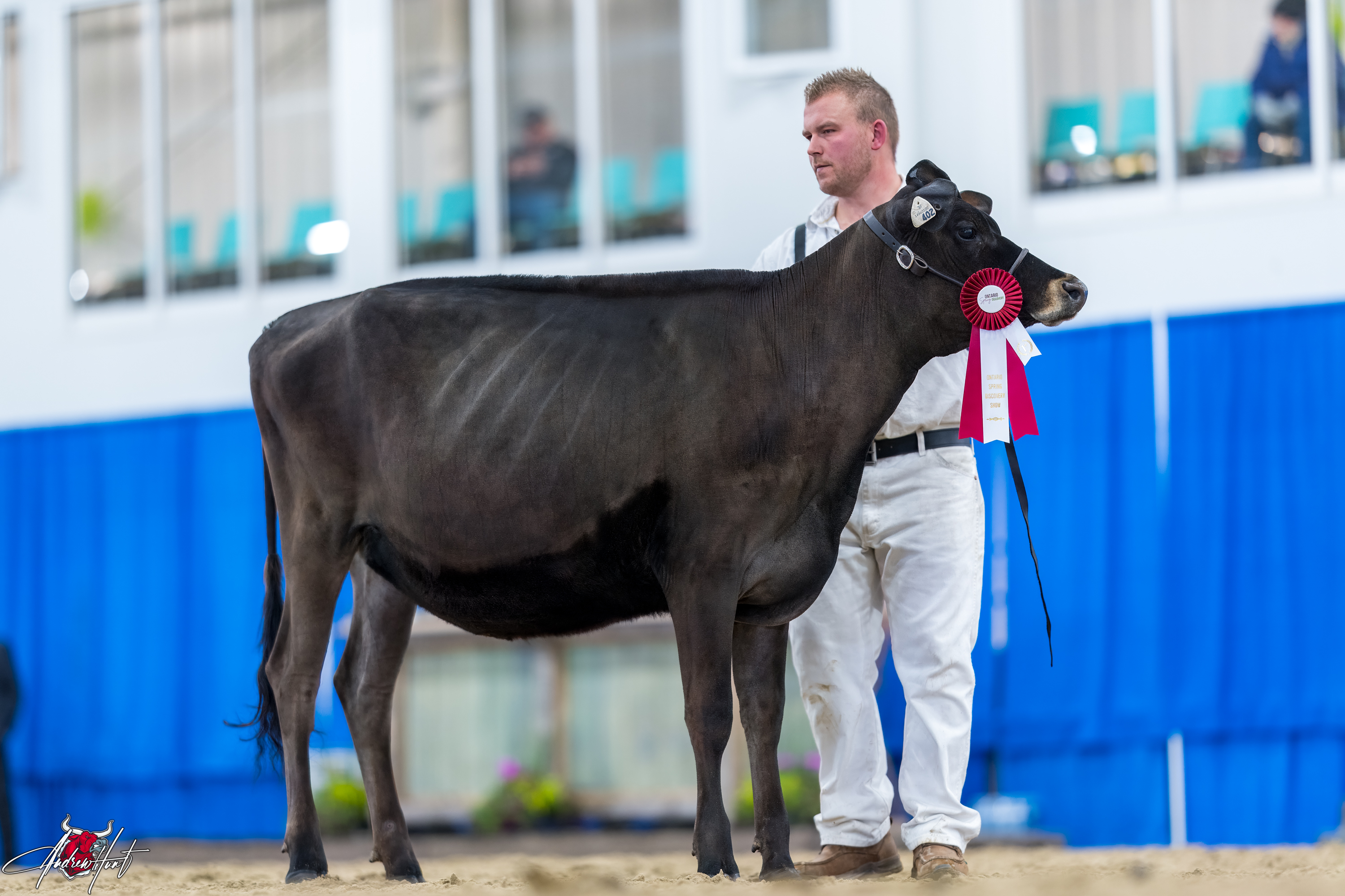 PERENNIAL GETAWAY FROSTY ET1st place Winter Yearling Ontario Spring Discovery Dairy Show Jersey 2024 CLARKVALLEY HOLSTEINS, LINDSAY, ON