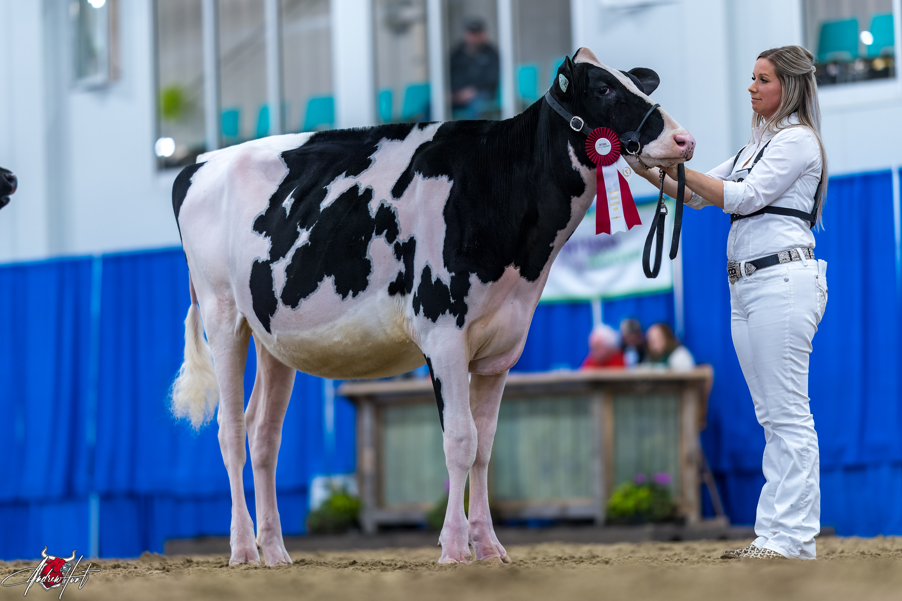 WINRIGHT SL SIDEKICK JADE1st place Winter Yearling Ontario Spring Discovery Dairy Show Holstein 2024 BRIAN JOSEPH ENRIGHT, SUNNYLODGE FARMS INC, WINCHESTER, ON 