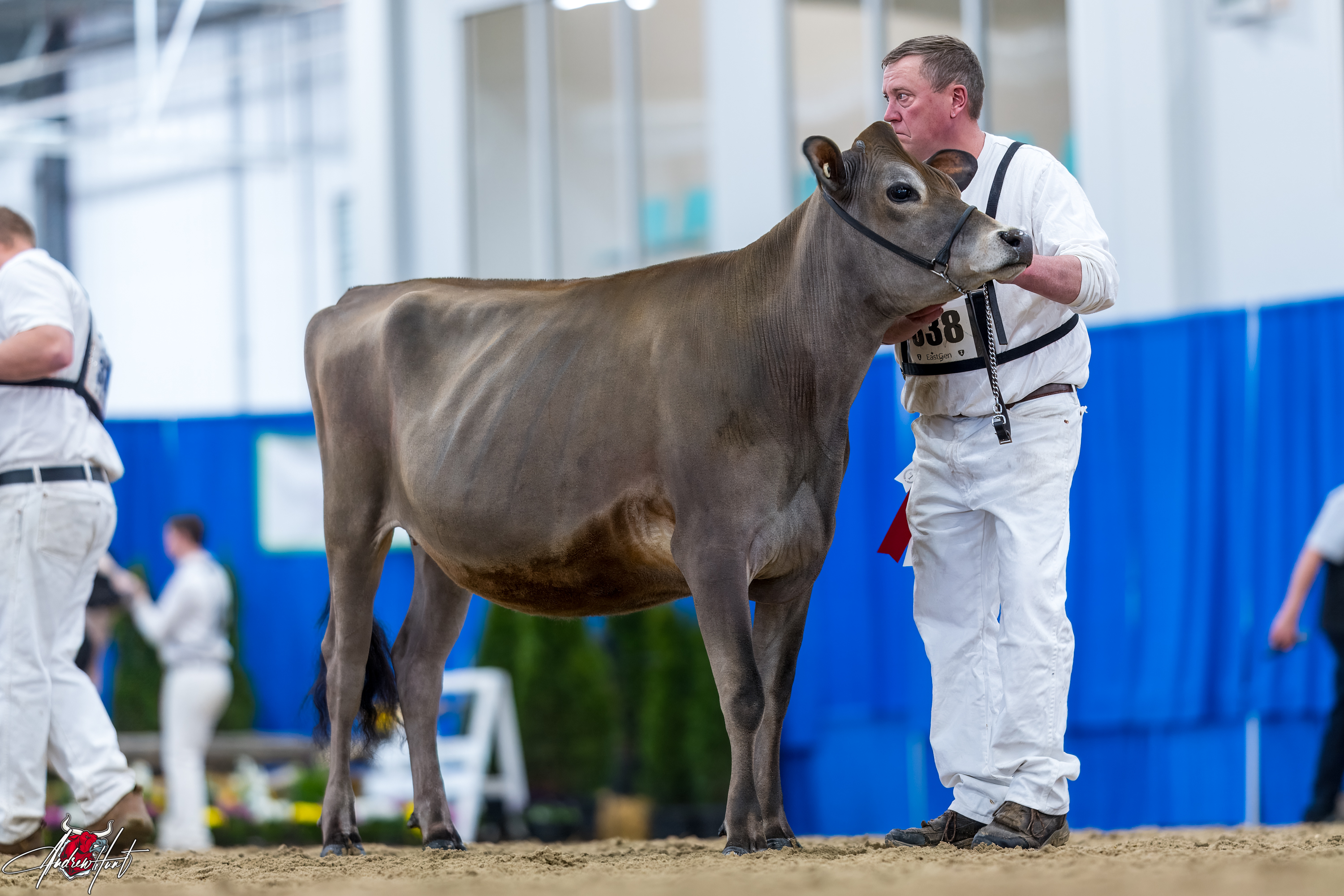 PERENNIAL KID ROCK FANFARE ET1st place Fall Yearling Ontario Spring Discovery Dairy Show Jersey 2024 BRIDON FARMS INC, PARIS, ON