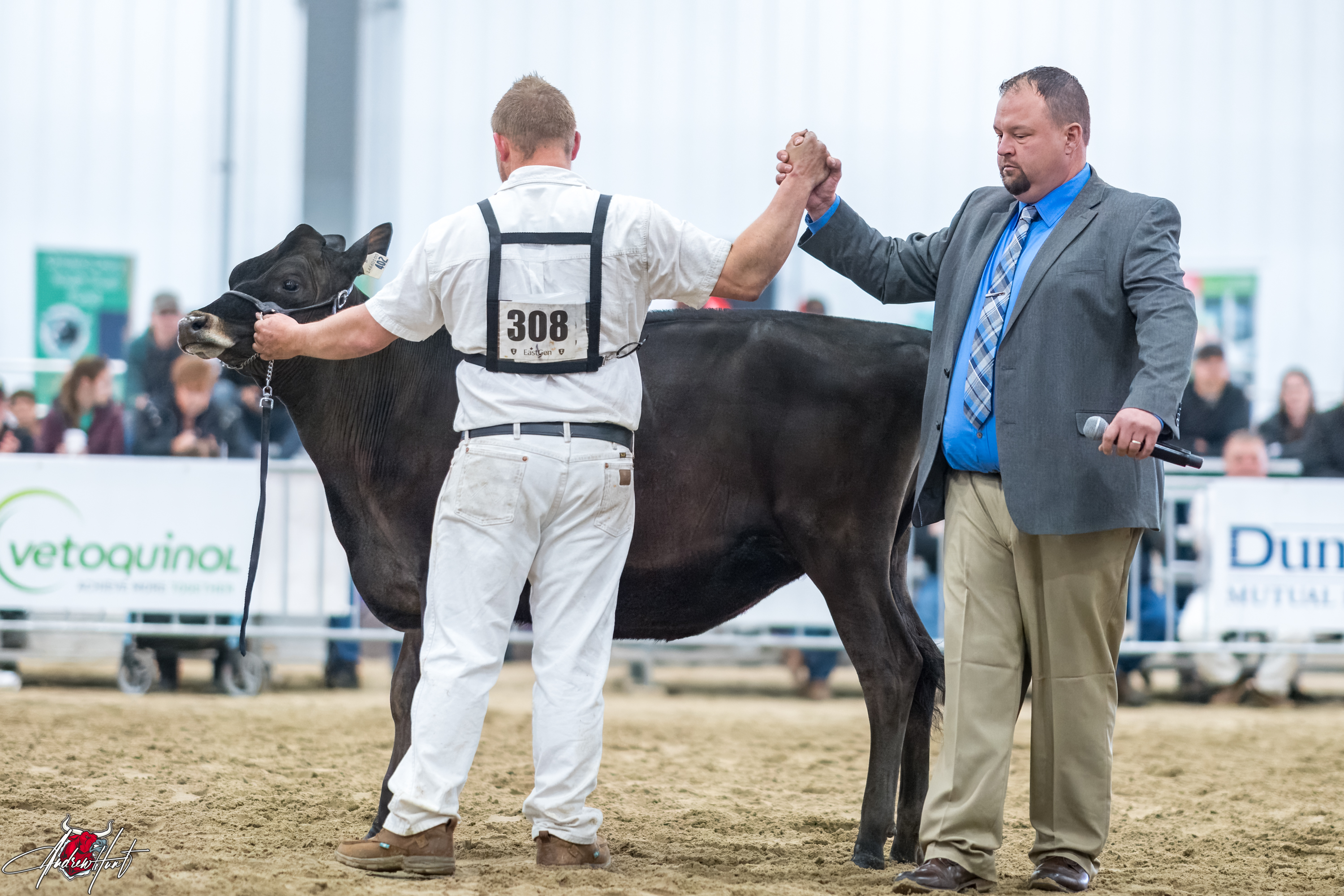 PERENNIAL GETAWAY FROSTY ETJunior Champion Ontario Spring Discovery Dairy Show Jersey 2024 CLARKVALLEY HOLSTEINS, LINDSAY, ON 