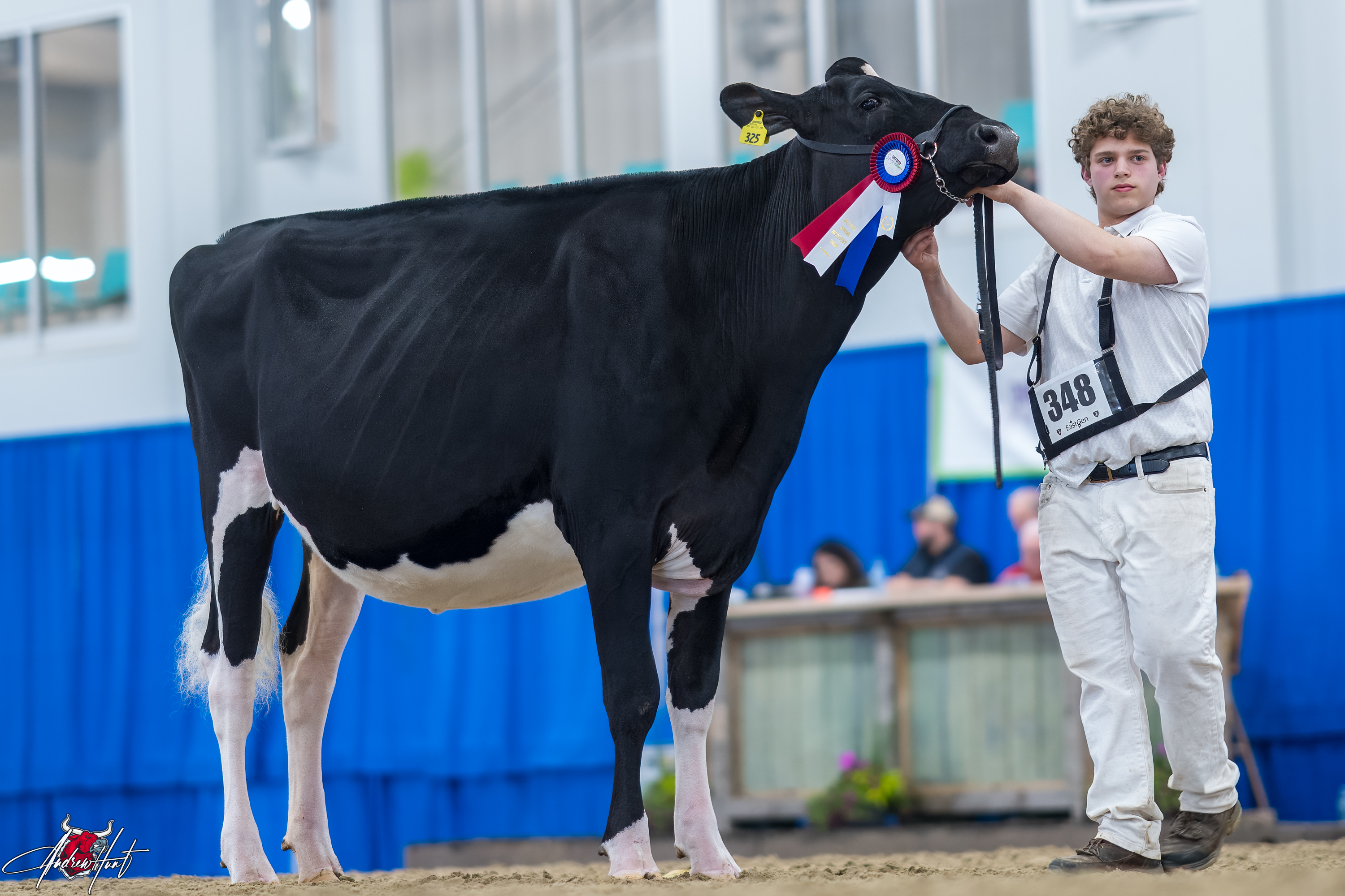 In-Style Jewel In The Night1st place Fall Yearling Ontario Spring Discovery Dairy Show Holstein 2024 JANNALEE COLEMAN , ISAAC FOLTS , RILEY WHISLER, NY