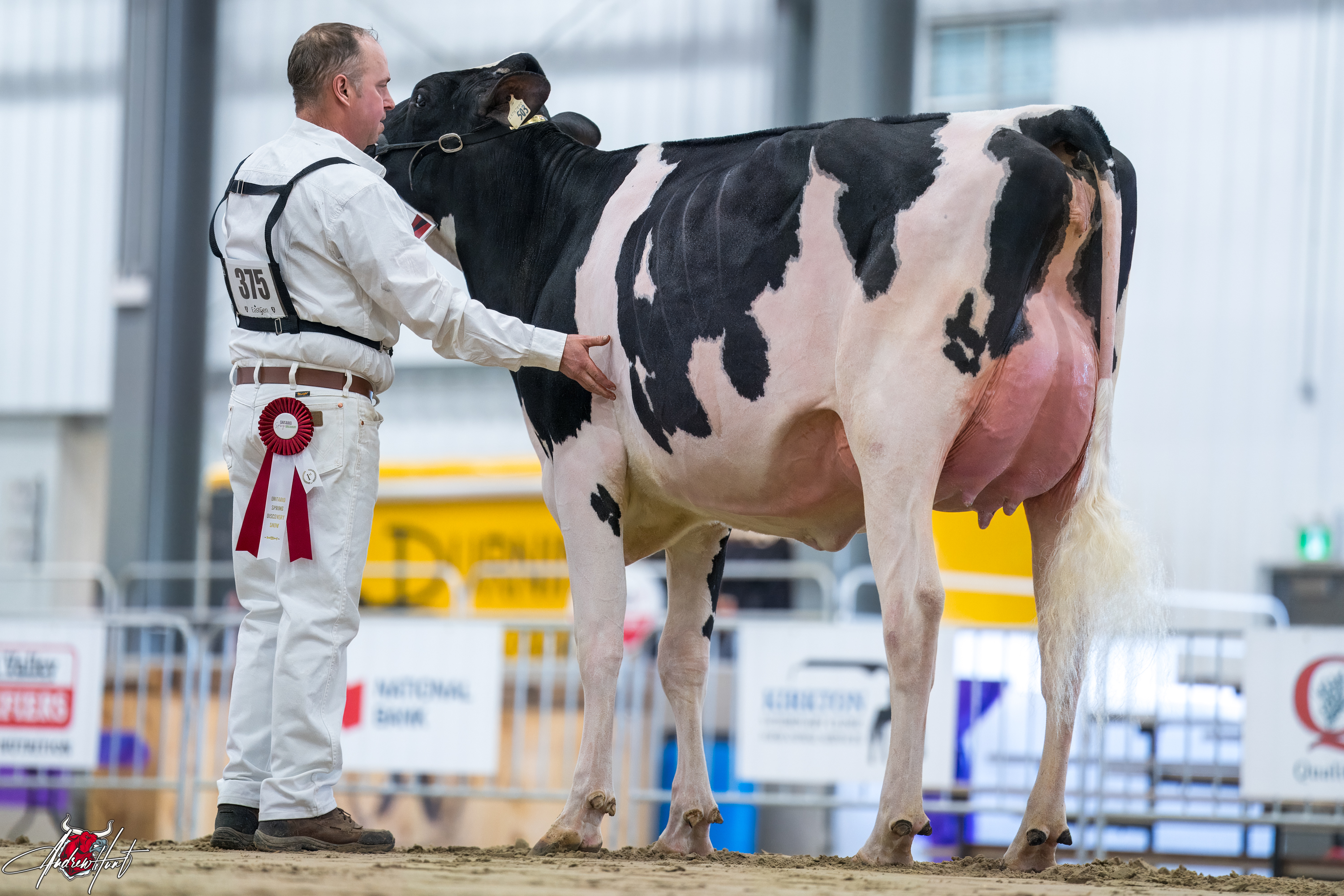 FRAELAND BECKRIDGE LIL BUTTER1st place Summer 2 Year Old Ontario Spring Discovery Dairy Show Holstein 2024 BECKRIDGE HOLSTEINS, FRAELAND FARMS, KESWICK, ON 
