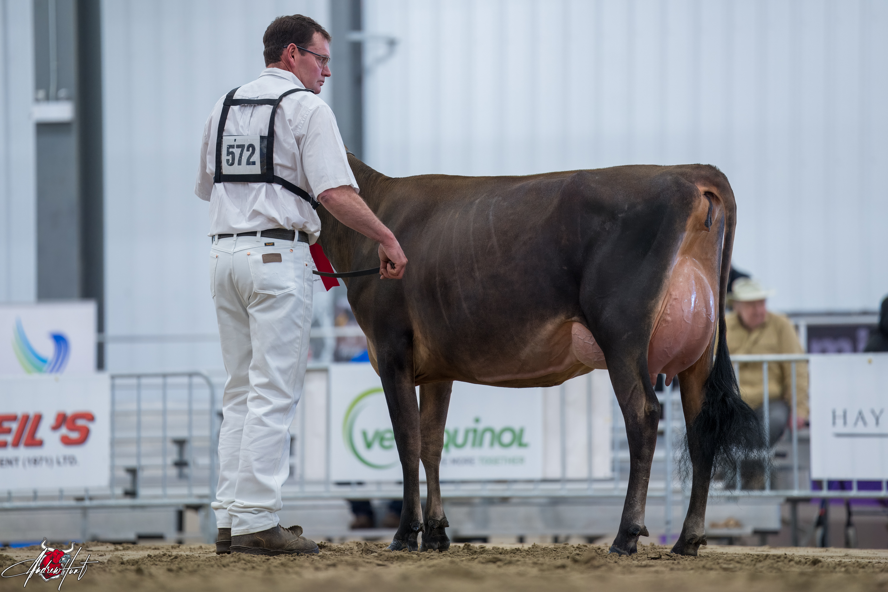 GLENHOLME VIDEO NARRATIVE1st place Summer Two Year Old Ontario Spring Discovery Dairy Show Jersey 2024 BRIDON FARMS INC & ROB EBY, PARIS, ON
