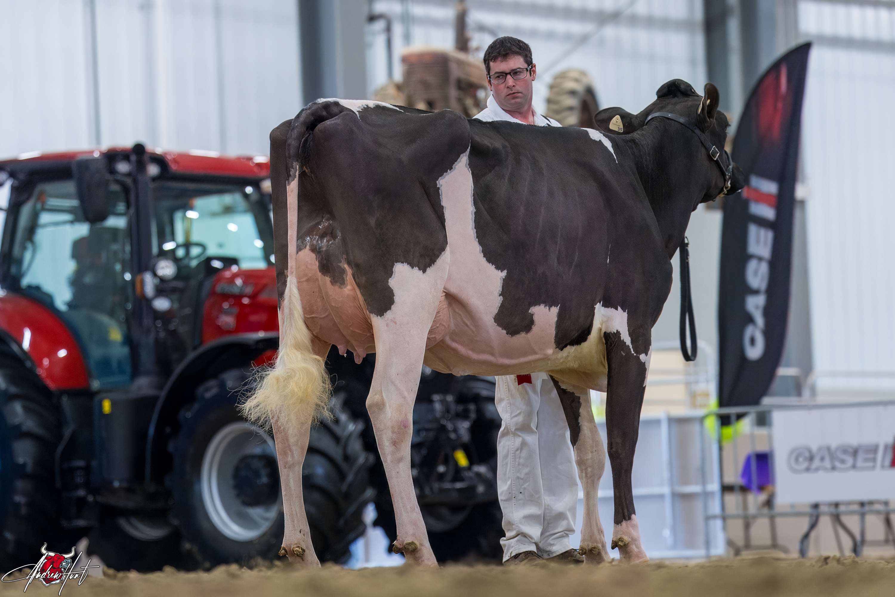 MARTIN-VIEW DOC HOT SHOT1st place Spring 2 Year Old Ontario Spring Discovery Dairy Show Holstein 2024 DANDYLAND FARM, PARALLEL GENETICS, SCHOMBERG, ON