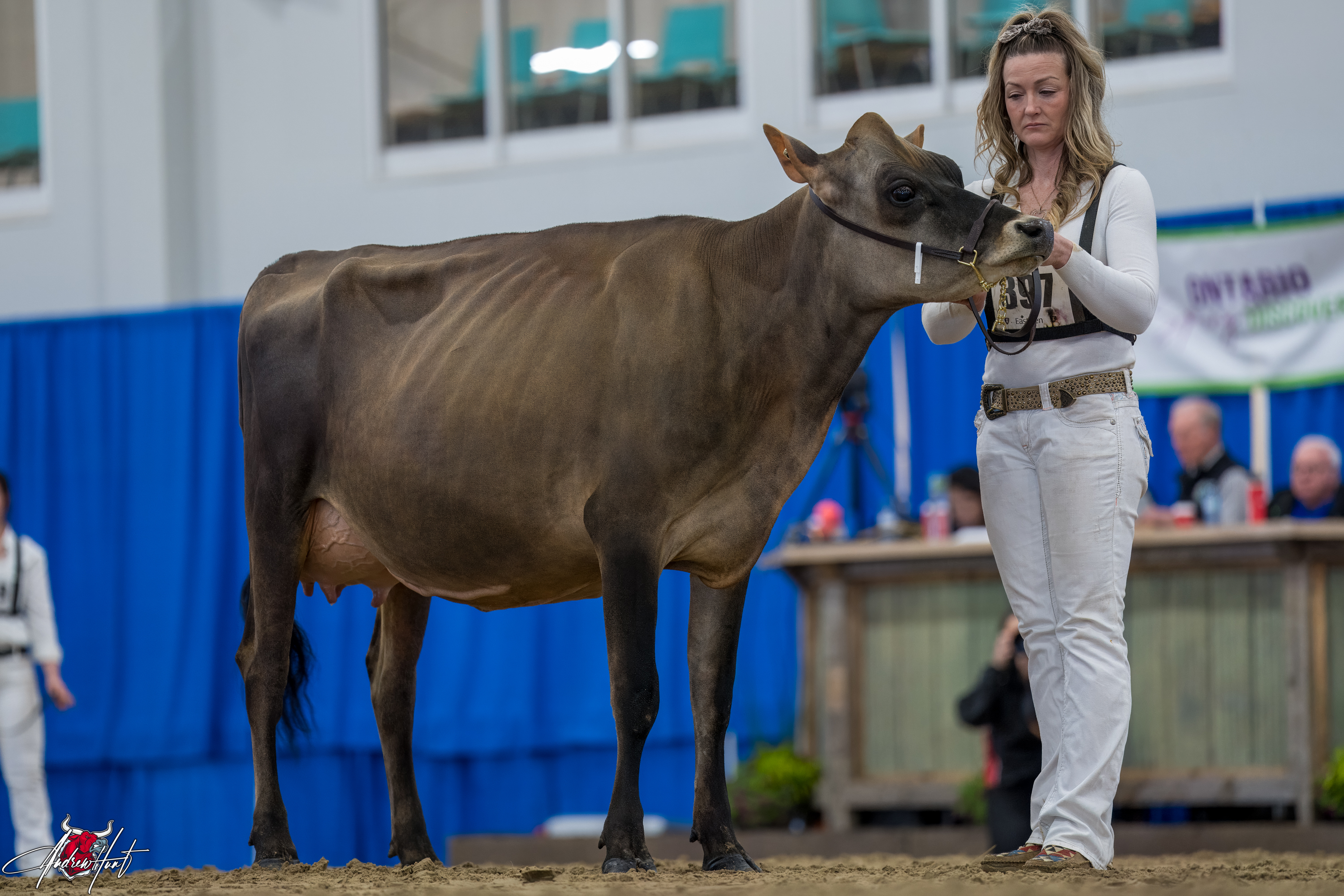 PLEASANT NOOK NEW MODE1st place Spring Two Year Old Ontario Spring Discovery Dairy Show Jersey 2024 PLEASANT NOOK JERSEYS, AYR, ON