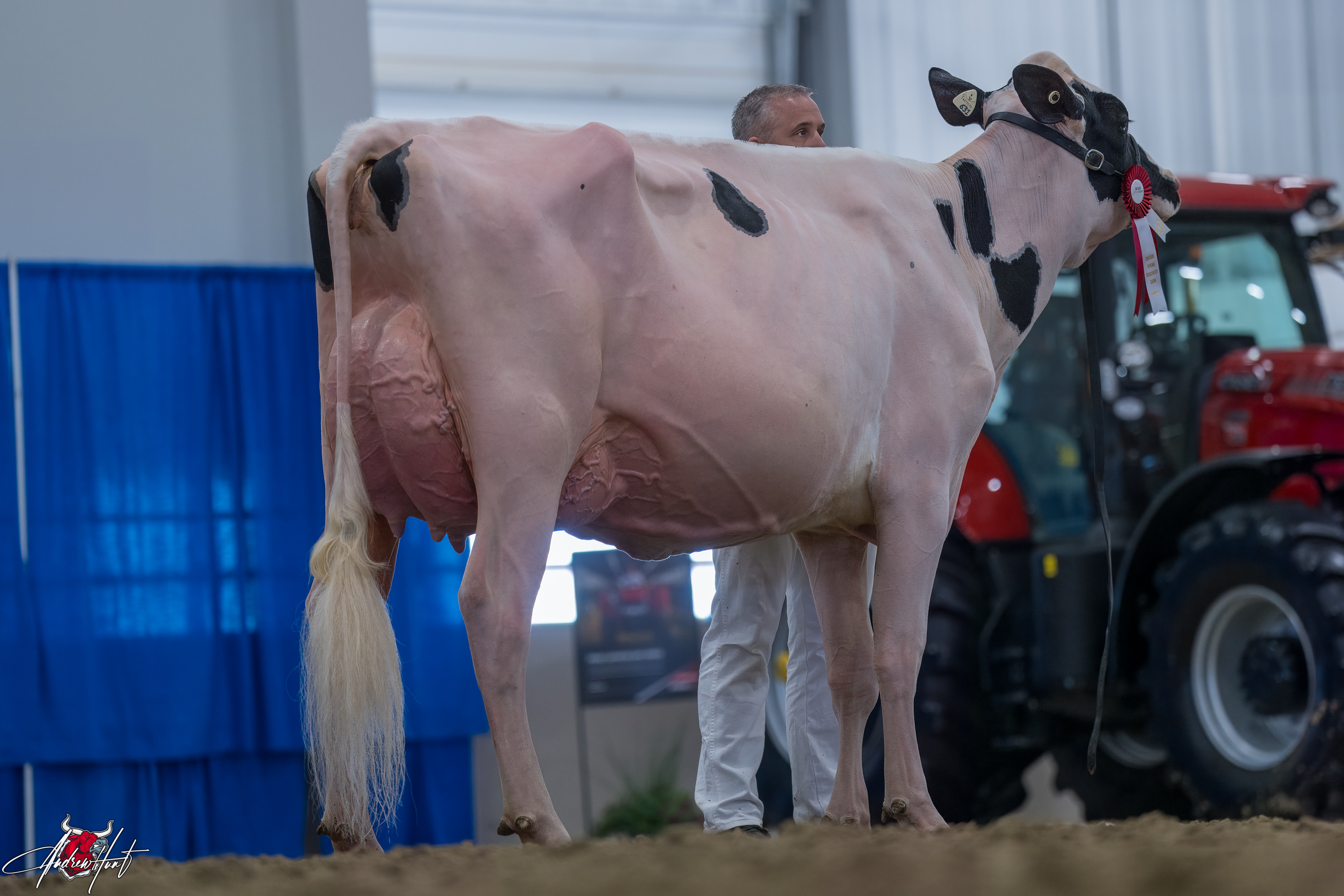 WALNUTLAWN LAMBDA BEYONCE1st place Winter 2 Year Old Ontario Spring Discovery Dairy Show Holstein 2024 HODGLYNN HOLSTEINS, WALNUTLAWN FARMS LIMITED, KINCARDINE, ON