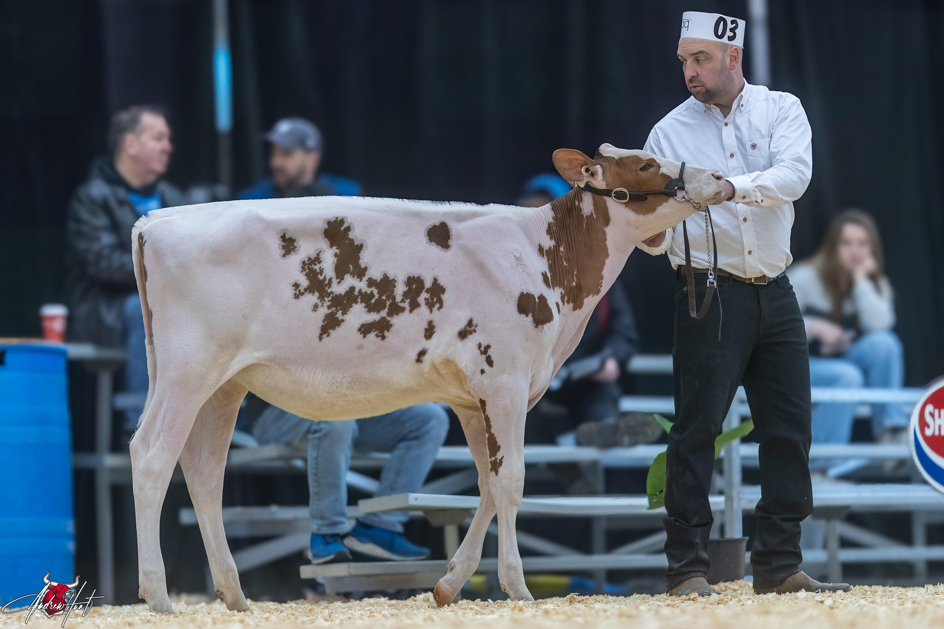 BARD ILLUSTRATOR SEISME 1st place WInter Calf Expo-Printemps / Quebec Spring Show - Red & White Holstein 2024 FERME BARD INC, SAINTE-ANNE-DE-LA-POCATIÈRE, QC