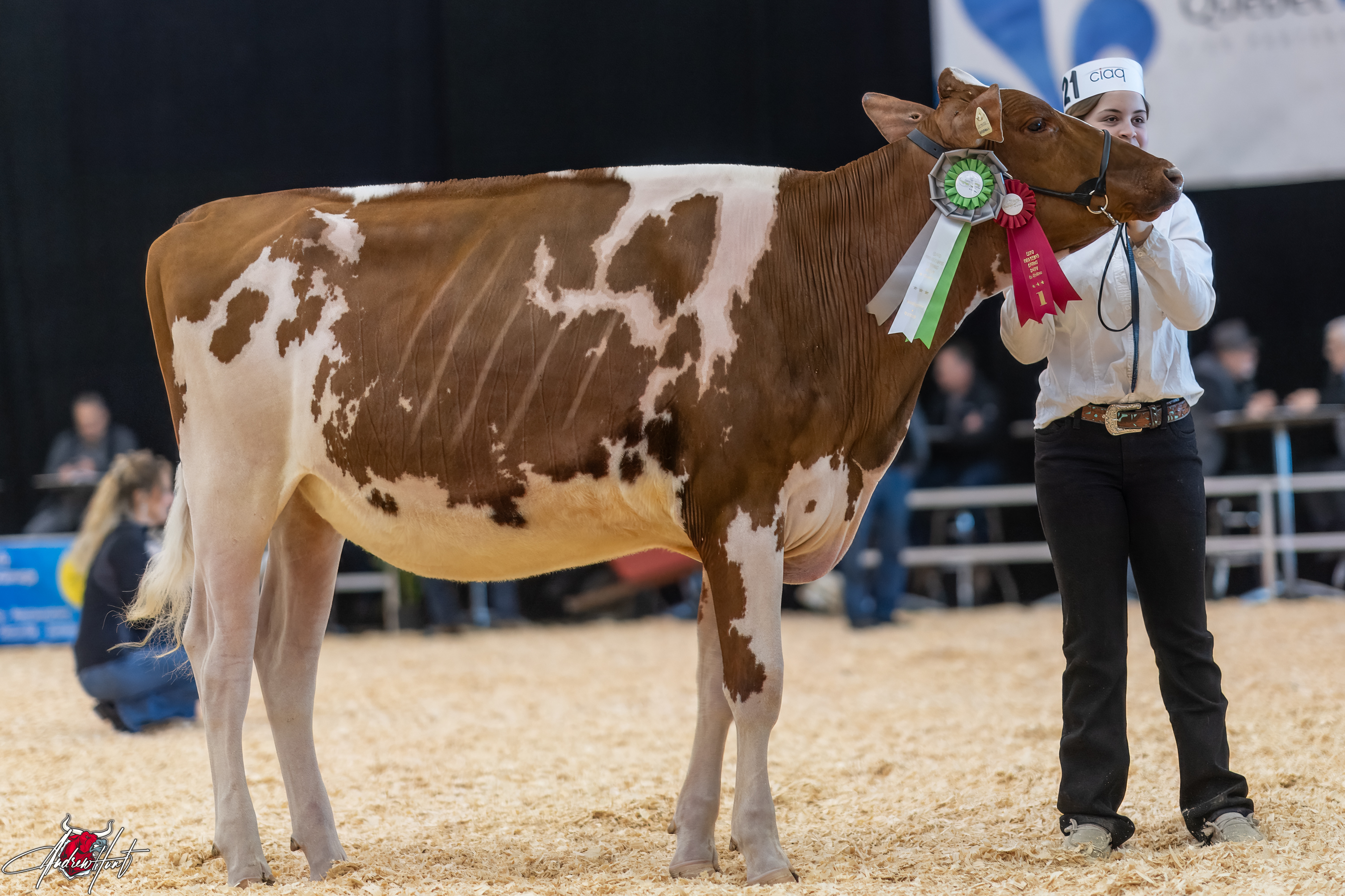 JACOBS UNSTOPABULL LISA-RED1st place Fall Yearling Expo-Printemps / Quebec Spring Show - Red & White Holstein 2024 FERME JACOBS INC, CAP SANTE, QC