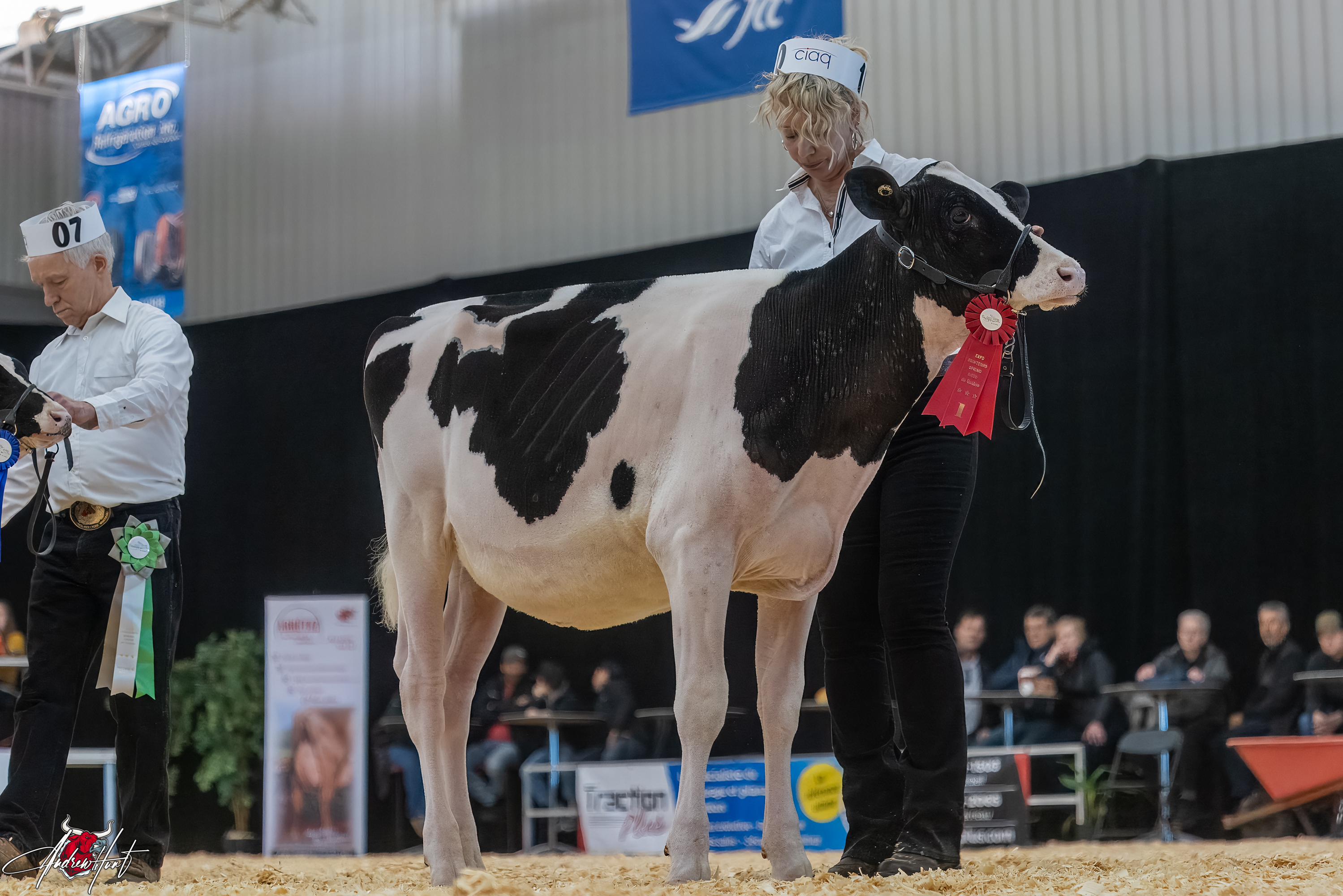 MS ALLIGATOR AMETHYST-ET 1st place WInter Calf Expo-Printemps / Quebec Spring Show - Holstein 2024 VELTHUIS FARMS LTD, OSGOODE, ON 