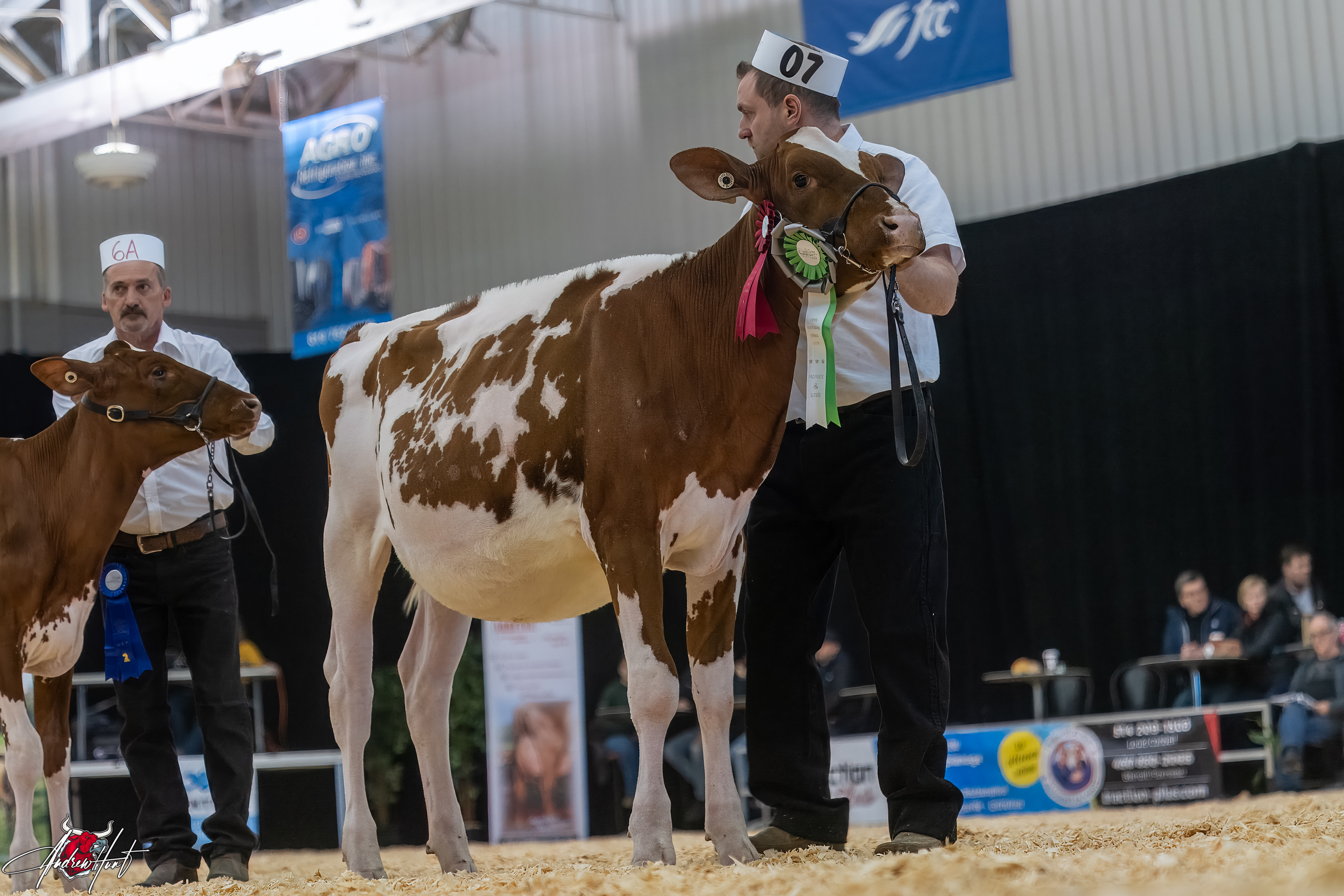 CERPOLAIT WARRIOR DOORDASH 1st place Senior Calf Expo-Printemps / Quebec Spring Show - Red & White Holstein 2024 FERME CERPOLAIT S.E.N.C, SAINT-AIMÉ, QC