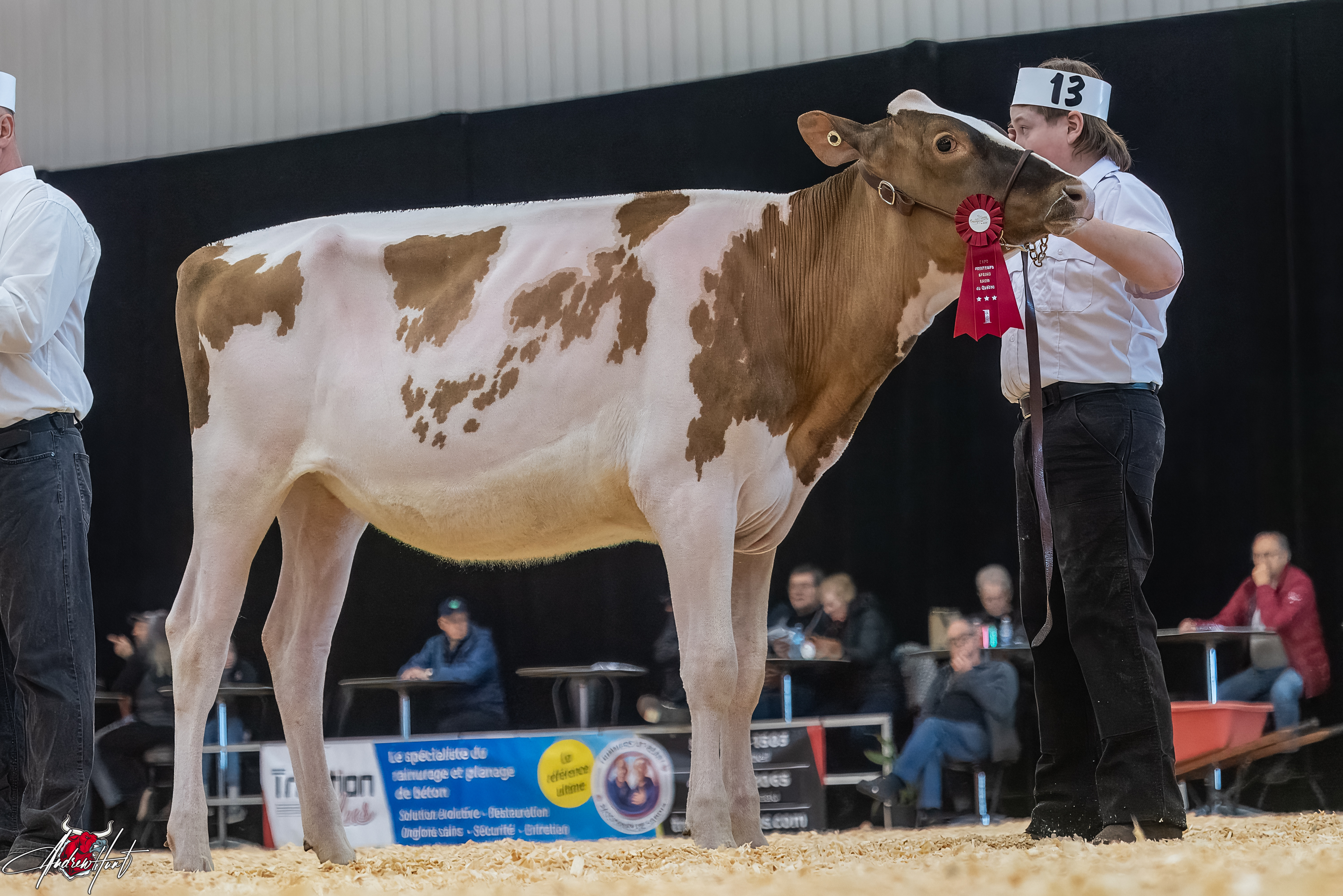 VERONA MYRIC VERSAILLE1st place Summer Yearling Expo-Printemps / Quebec Spring Show - Red & White Holstein 2024 FERME LUMATRICK 2004 INC, ST. PIE DE GUIRE, QC