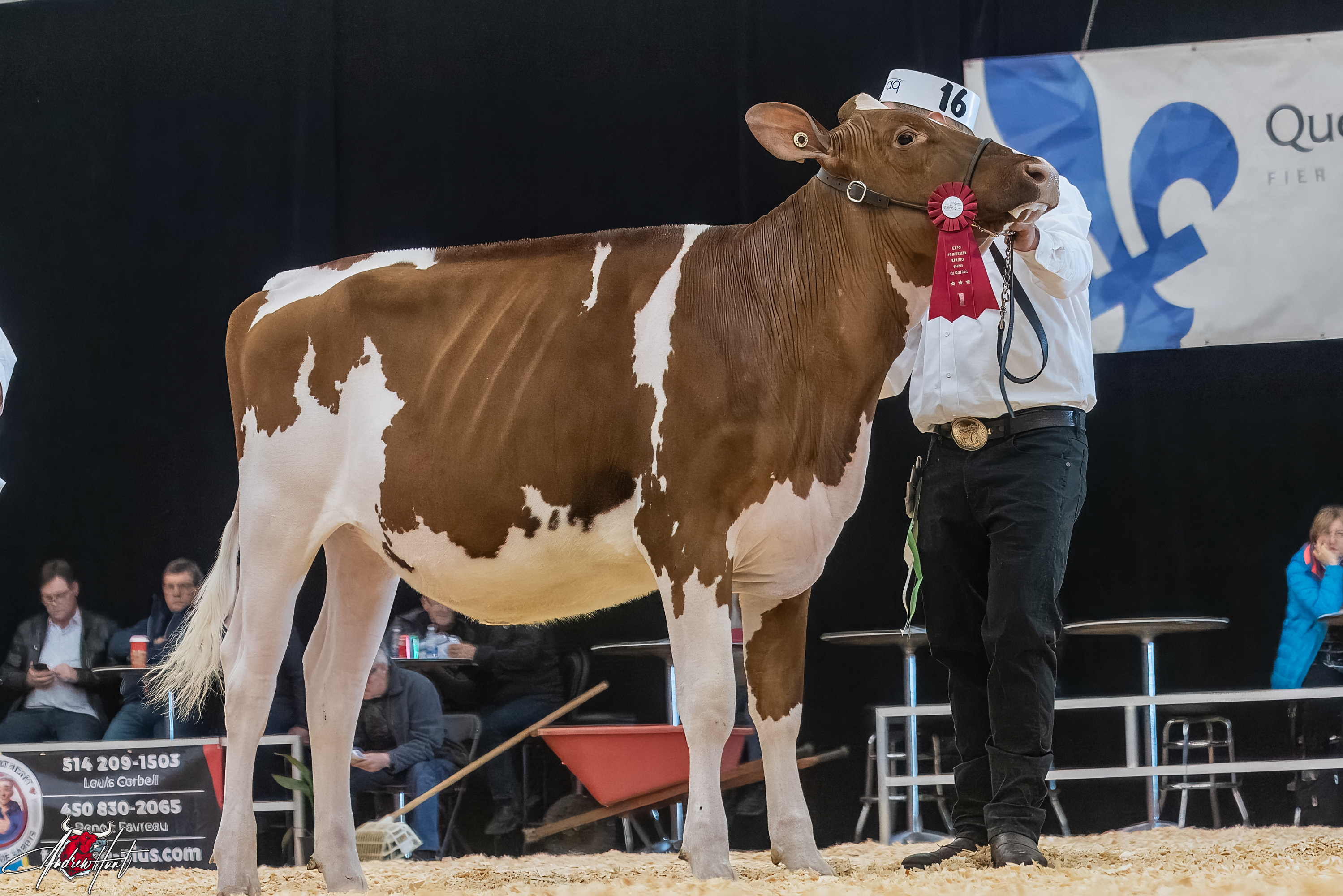 STEVIO RYDER RED FAVORI1st place Spring Yearling Expo-Printemps / Quebec Spring Show - Red & White Holstein 2024 STEVE BOULET, SAINTE-BRIGIDE-D'IBERVILLE, QC