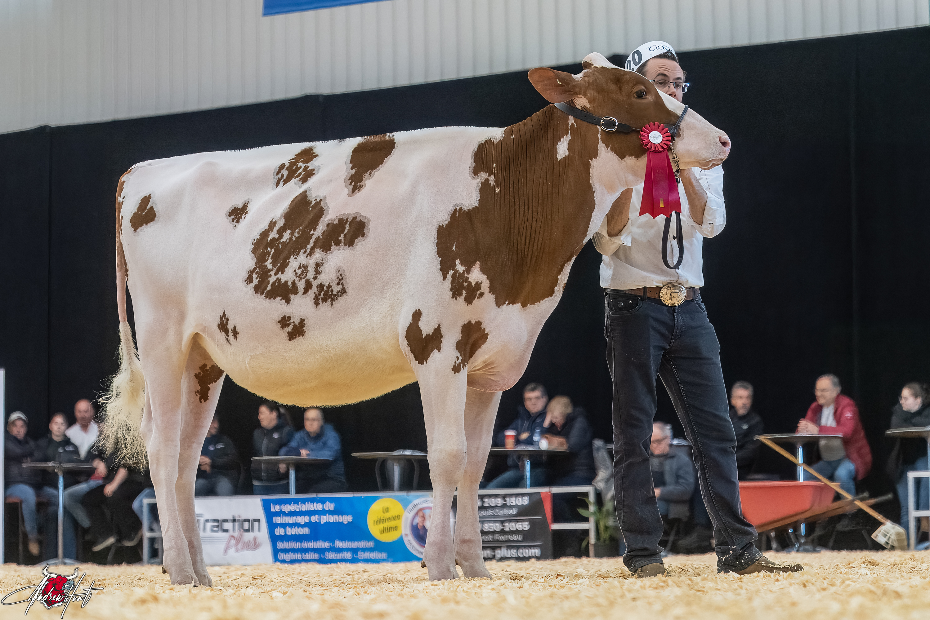 BETLEY LETS PARTY-RED-ET 1st place Winter Yearling Expo-Printemps / Quebec Spring Show - Red & White Holstein 2024 ERME FORTALE HOLSTEIN INC, JEAN-PHILIPPE PROULX, JM VALLEY HOLSTEIN, STITCHS HOLSTEIN, WEEKSDALE HOLSTEINS INC, SAINT-CHRISTOPHE-D'ARTHABASKA, QC
