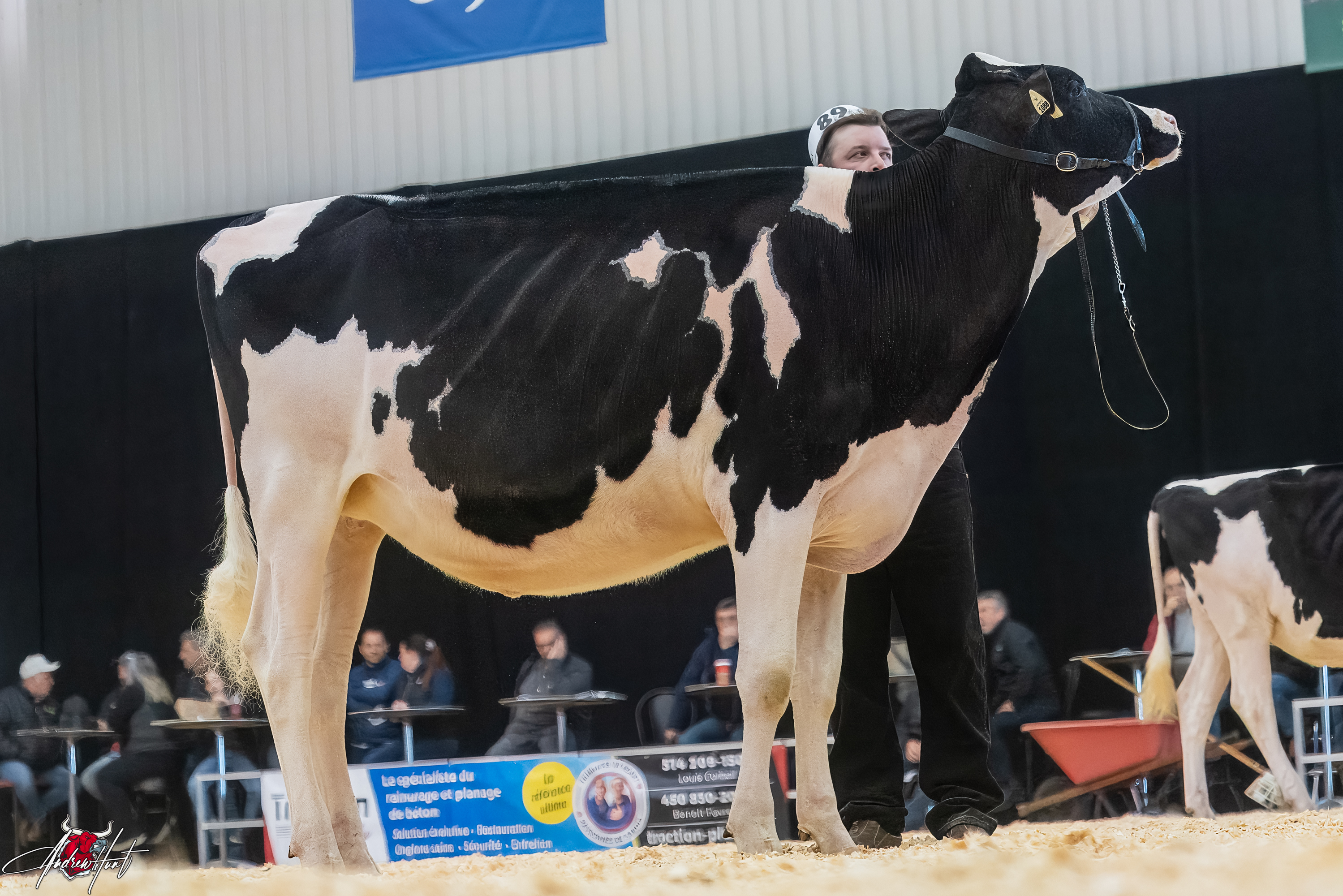 CURR-VALE ANALYST LAVISH1st place Fall Yearling Expo-Printemps / Quebec Spring Show - Holstein 2024 FERME JEAN-PAUL PETITCLERC & FILS INC, JM VALLEY HOLSTEIN, ST. BASILE, QC