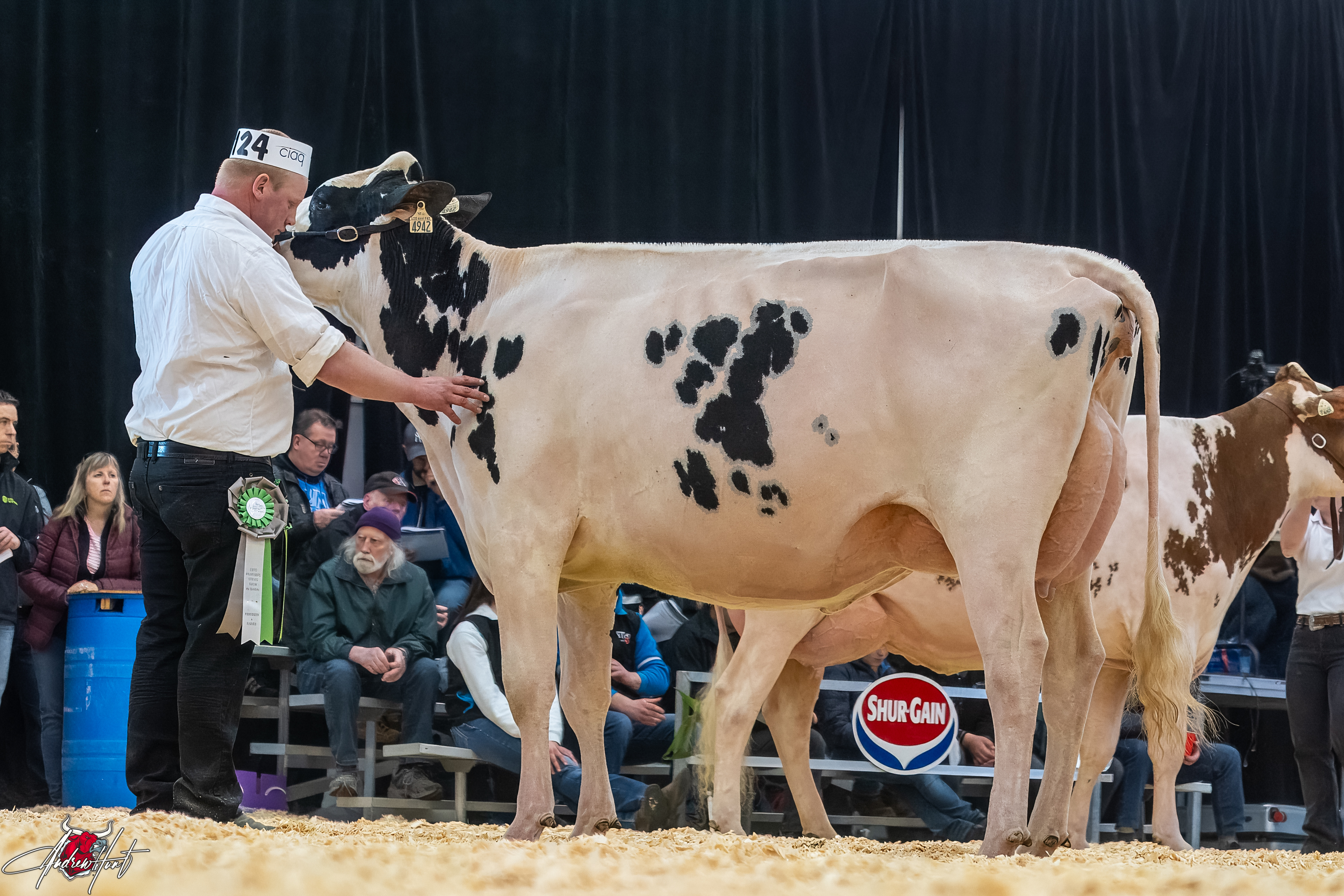 SWEETVIEW CHIEF HEART OF GOLD1st place Fall Two Year Old Expo-Printemps / Quebec Spring Show - Holstein 2024 SWEETVIEW HOLSTEIN, AYER'S CLIFF, QC