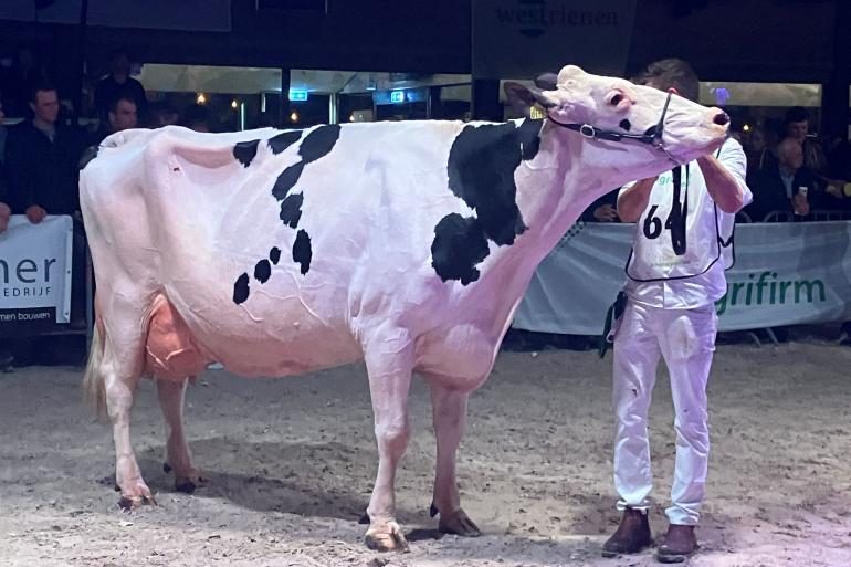 One hundred tonner DG DH Pearl (by Powerball), the mother of Miss Betuwe Share Pearl 435, won the senior title