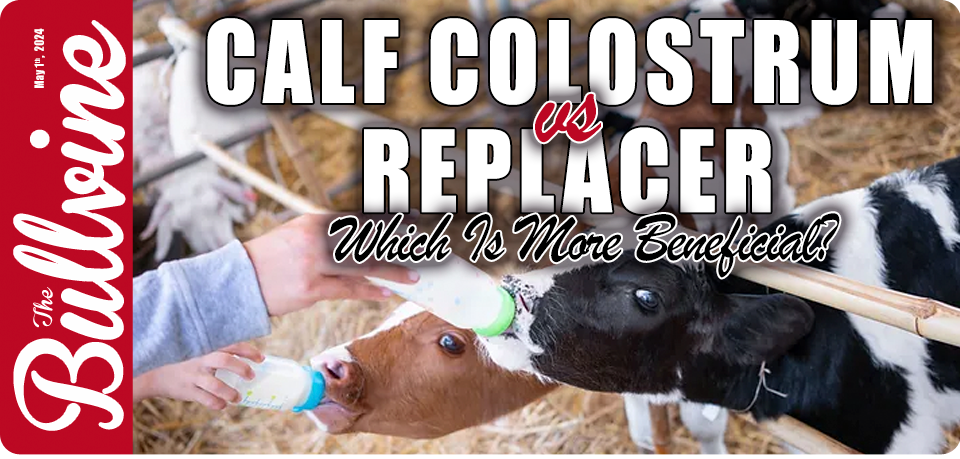 Calf Colostrum Versus Replacer – Which Is More Ben…