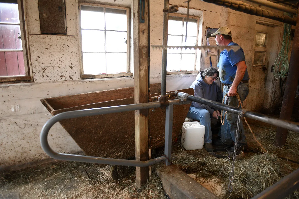 George Miller and Linda Miller, who have farmed the land since 1907, are preparing to ship their 27 milking Jersey cows and six heifers to Canton, New York. Photo by Jennifer Hauck/Valley News
