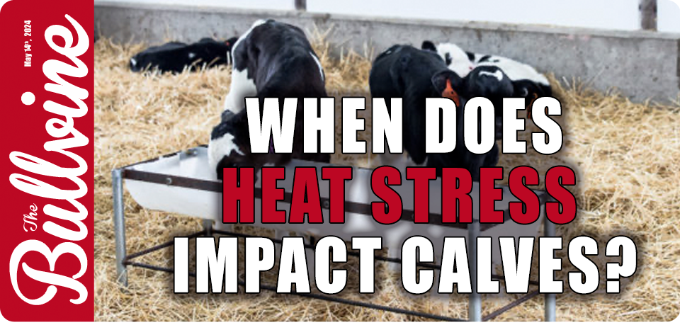 When Does Heat Stress Impact Calves?