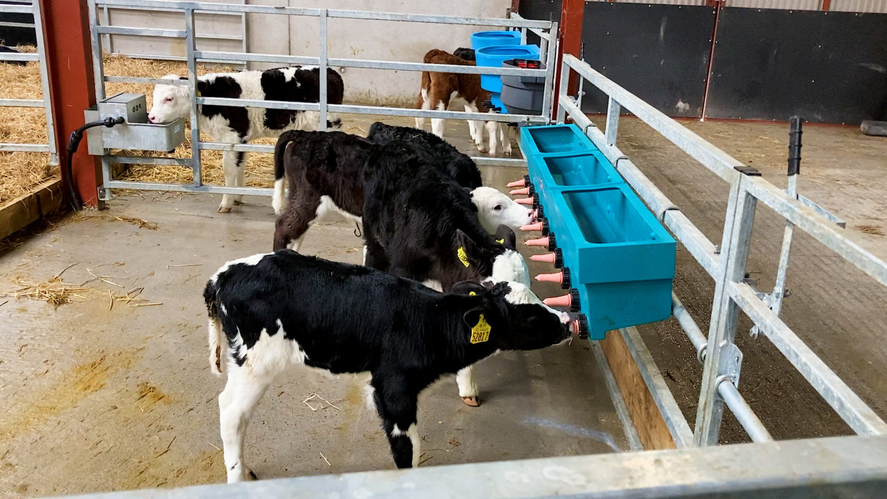 Discover how to tailor the perfect calf feeding concept for your farm’s ...