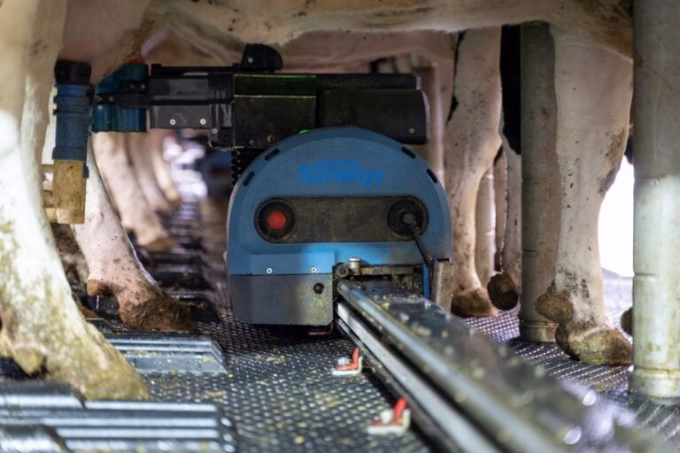 Afimilk Synergy, robotic milking systems, dairy farm automation, medium-sized dairy automation, parallel parlor automation