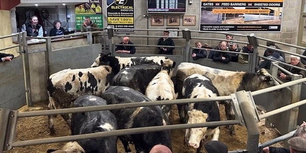 market cow, cull cow value, dairy cattle beef, animal welfare dairy, dairy farm profitability