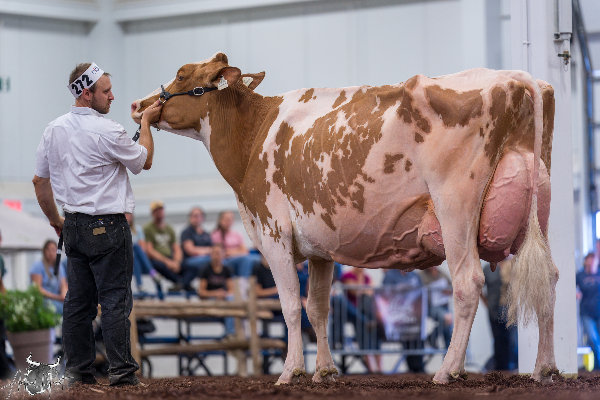 至高の酪農ショー – ホルスタイン2025 | The Bullvine