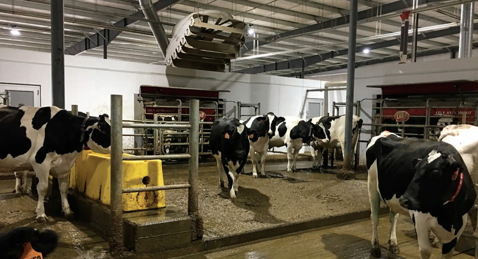 robotic milking systems, dairy farm profitability, Vermont dairy, labor cost reduction, herd management