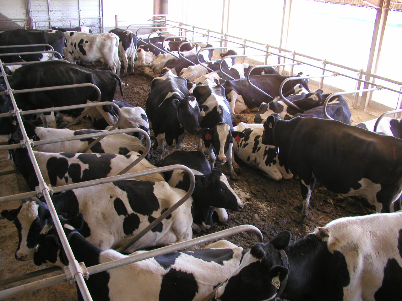 dairy profit per stall