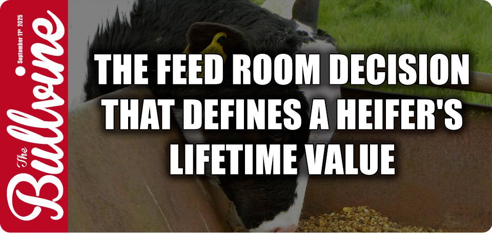 dairy calf feeding, textured calf starter, rumen development, heifer profitability, farm management