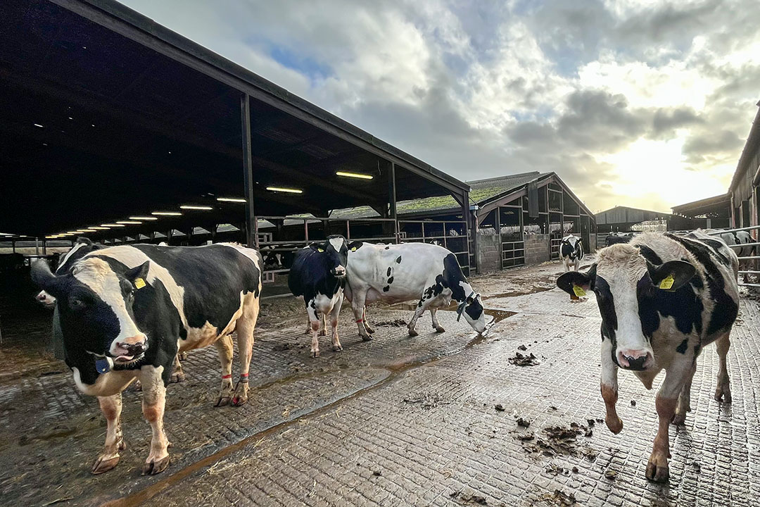 dairy farm survival, UK dairy farms, processor contracts, dairy profitability, direct-to-consumer