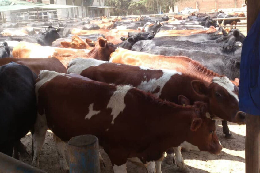 dairy profitability, foreign investment, dairy industry risks, African dairy market, farm efficiency