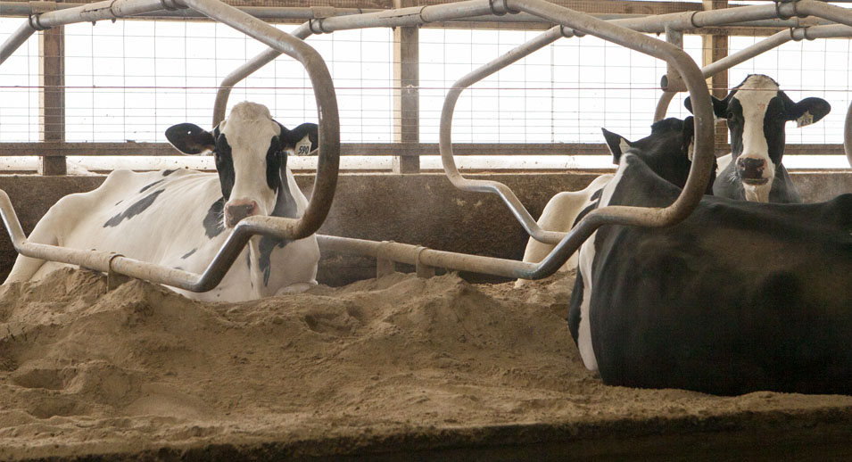 cow comfort milk production