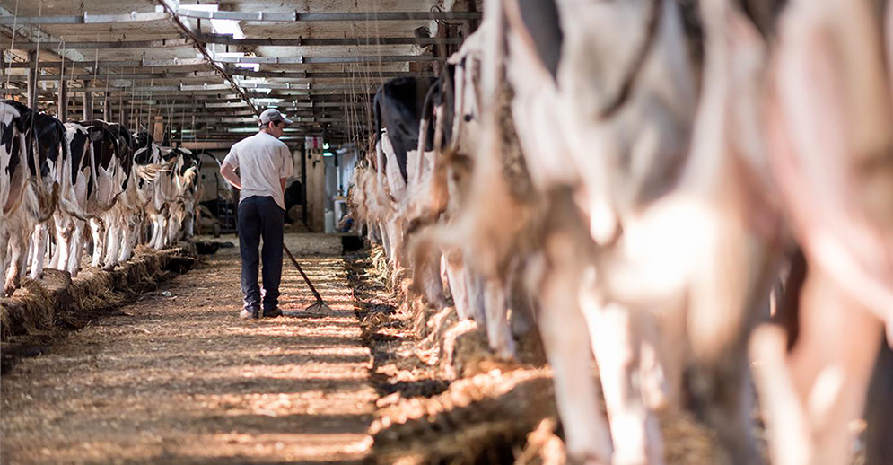 dairy market correction, farm profitability, dairy business strategies, global dairy trends, anaerobic digesters