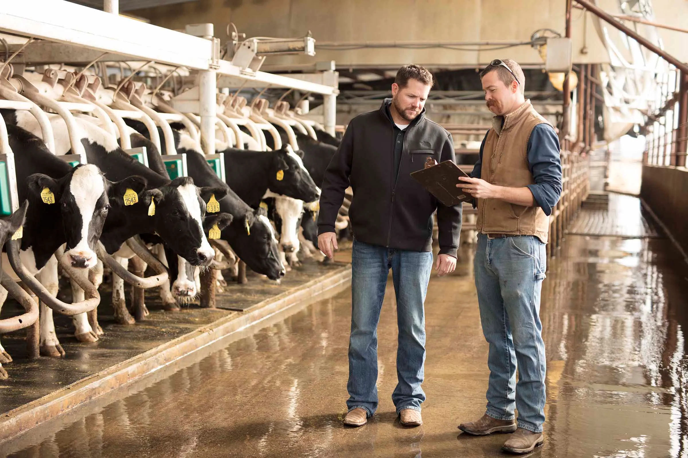 dairy employee training, dairy farm profitability, herd management, farm communication breakdowns, workforce management