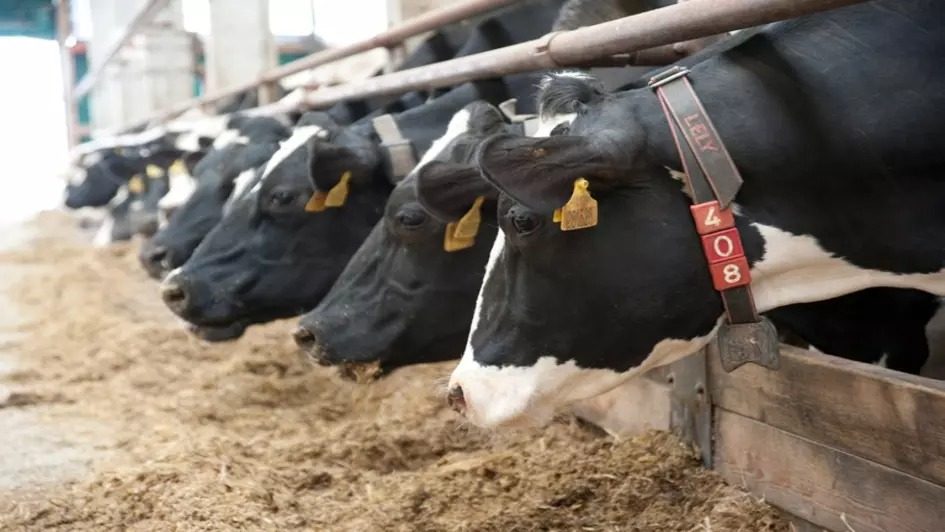 mycotoxin management, dairy profitability, herd health, feed efficiency, milk production loss