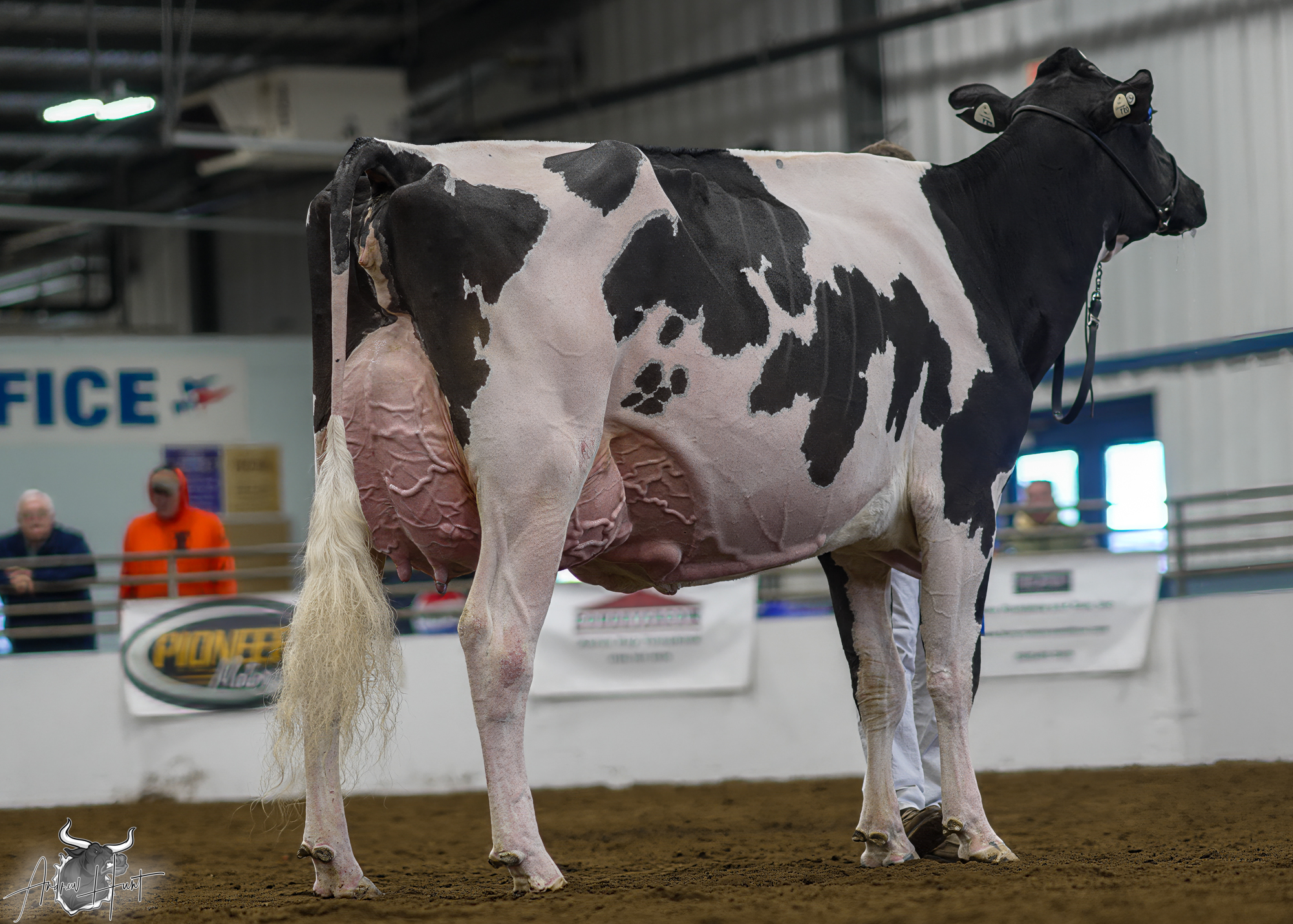 ロヴホルム・ホルスタイン：世界酪農博覧会ホルスタイン