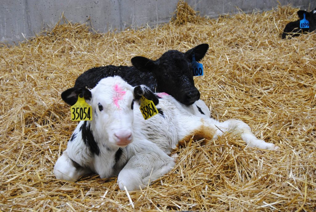calf health economics