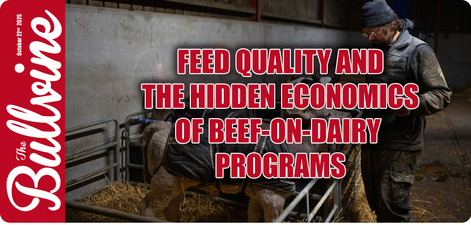 Beef on Dairy Profitability
