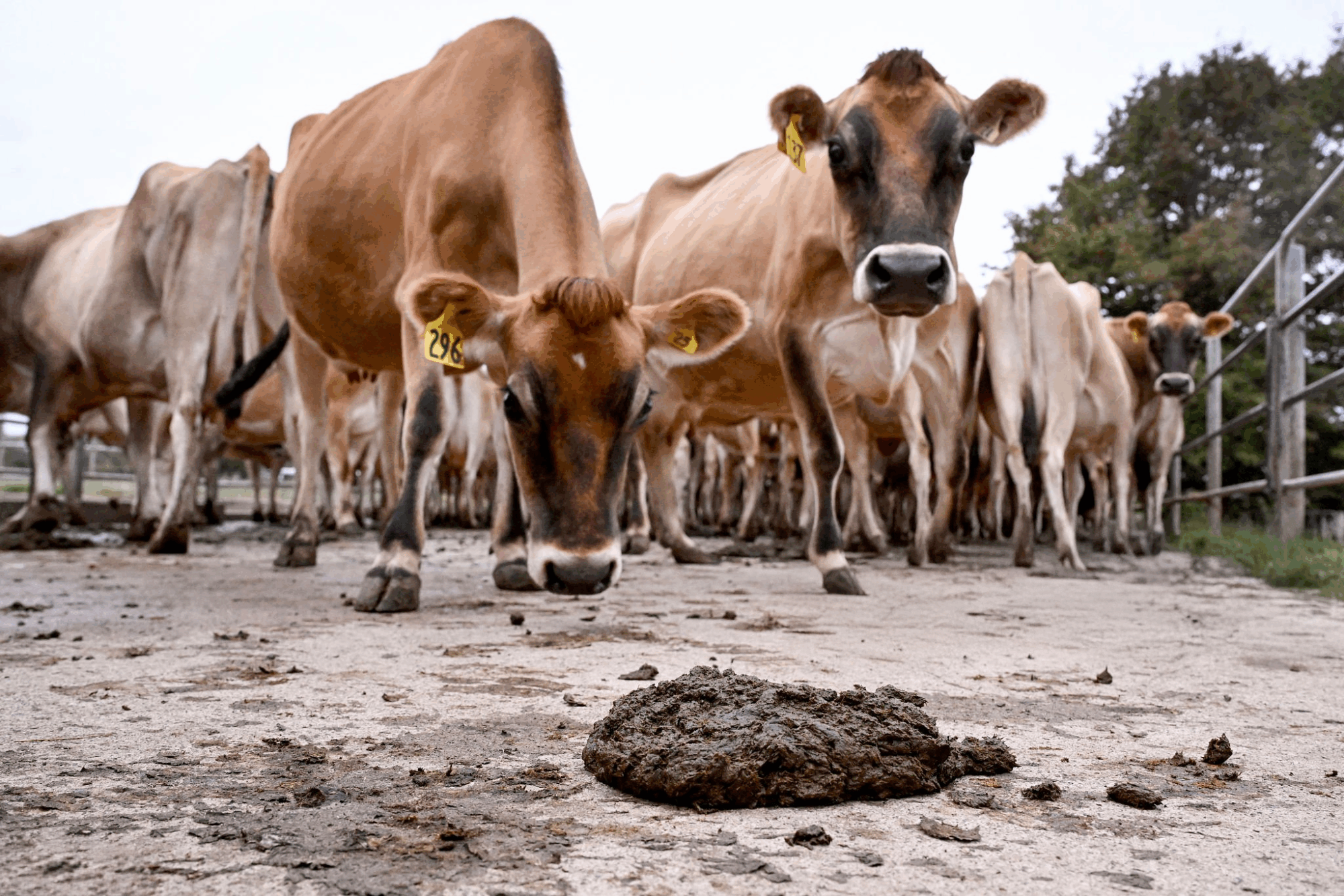 Dairy Profit Margins