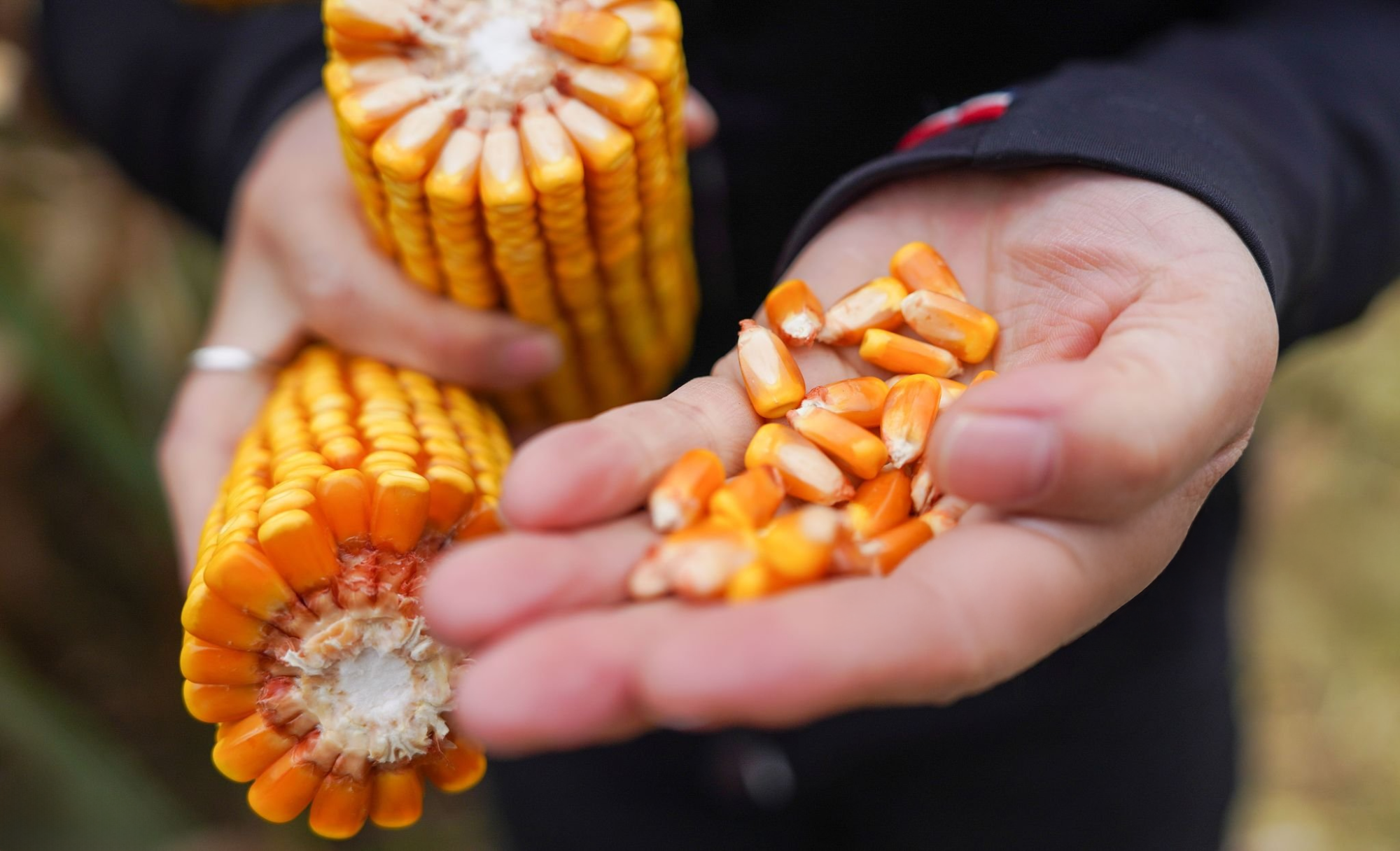 Dairy Profitability Strategy