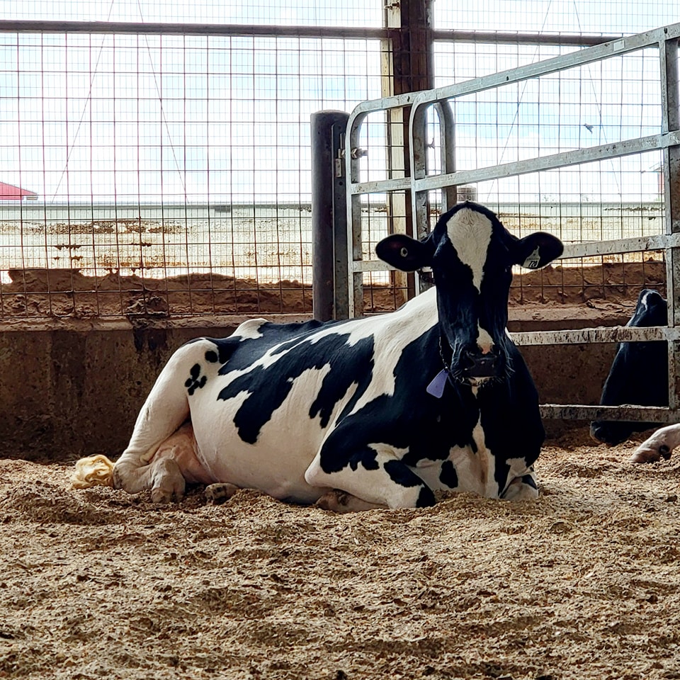 Transition Cow Protocol