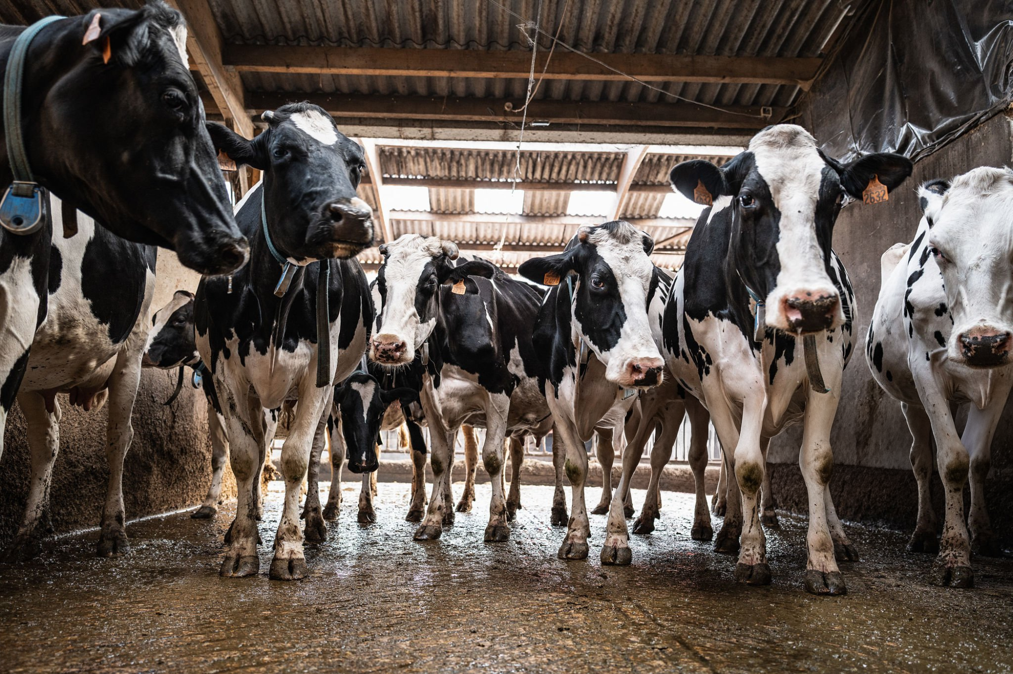 Endemic Disease Management