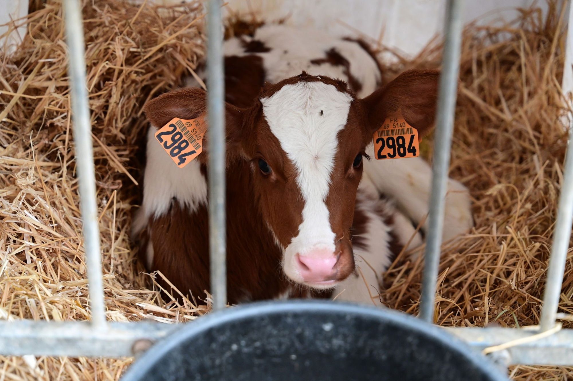 dairy developmental programming