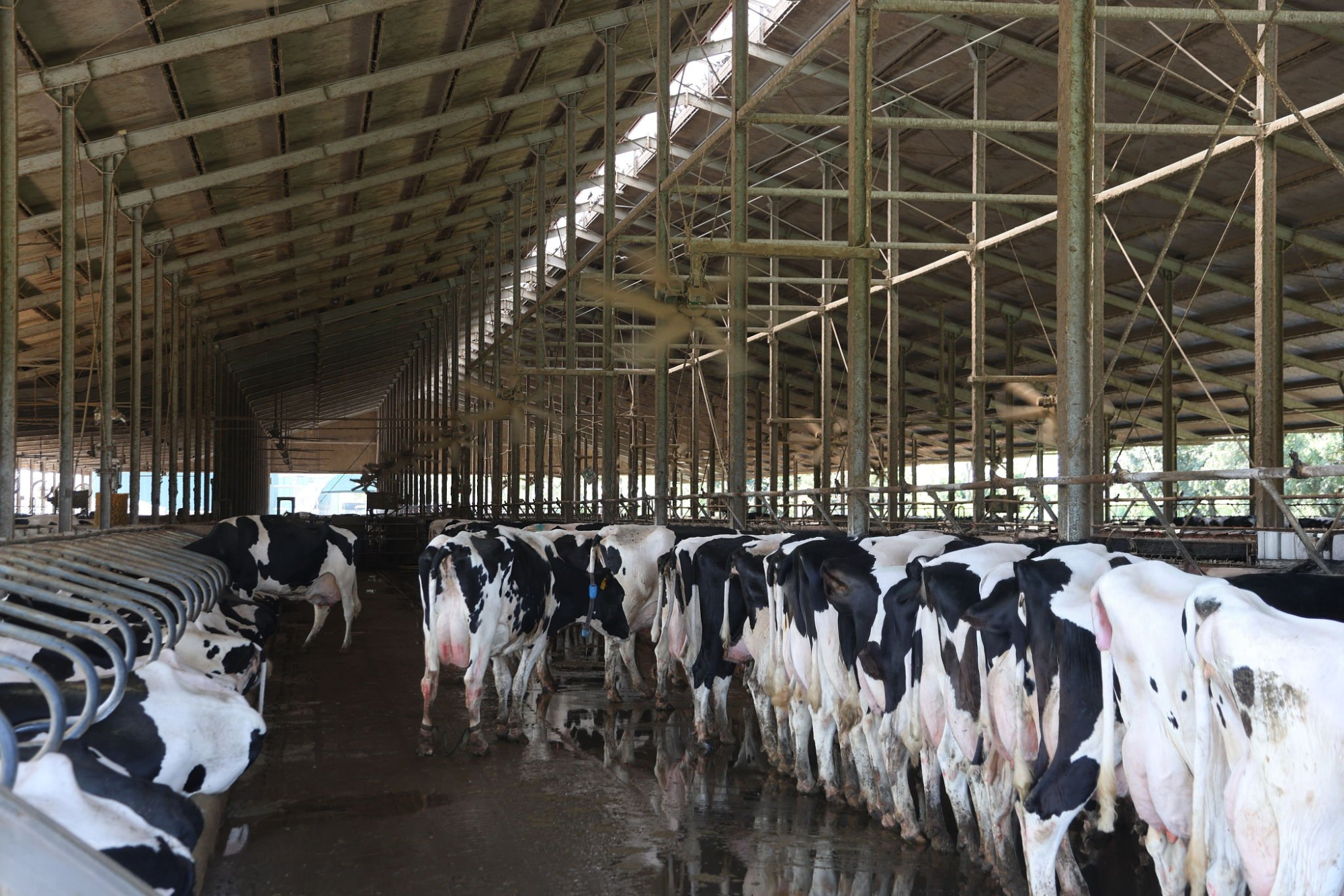 Inflated Fertility PTAs