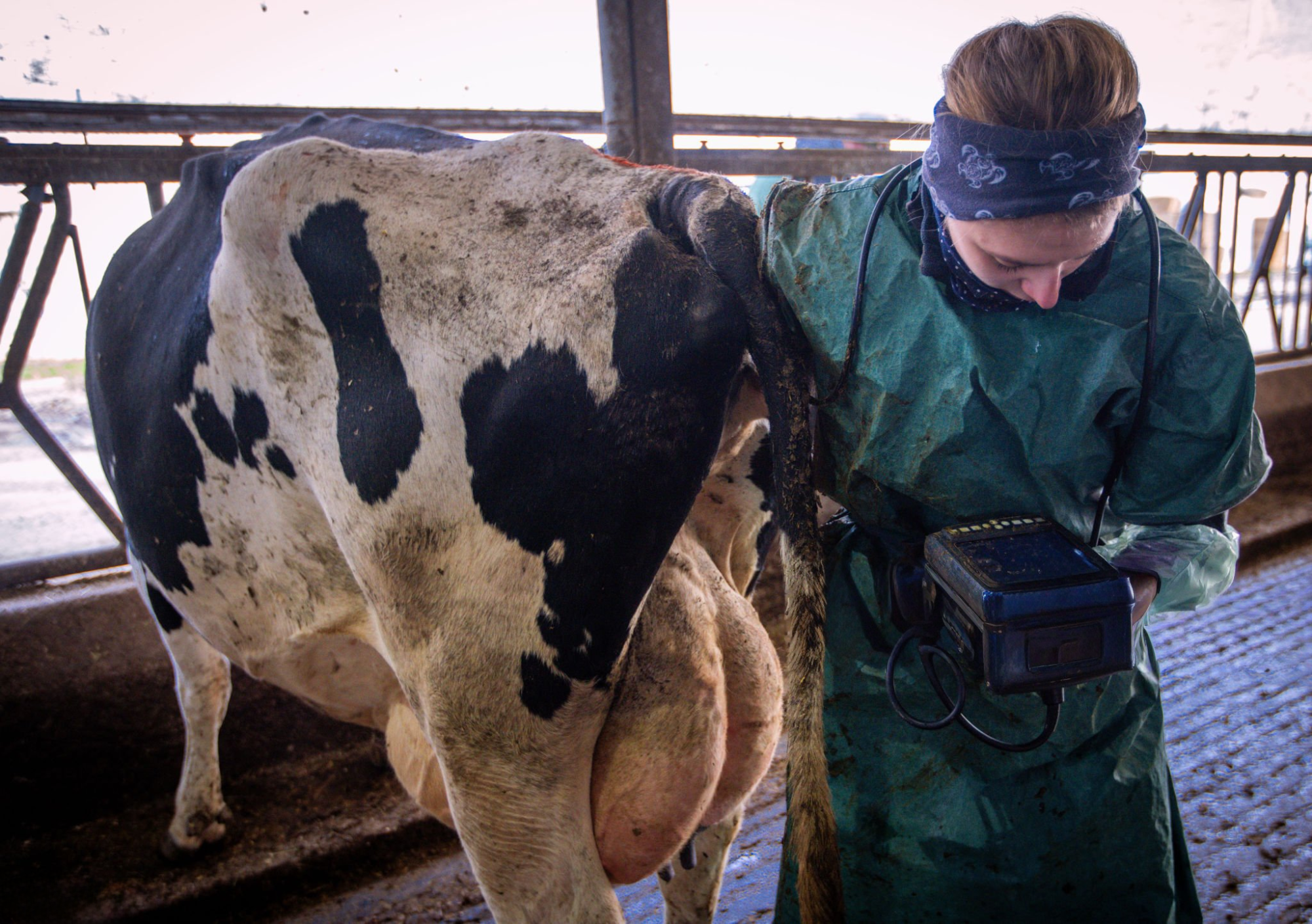 beef on dairy strategy