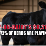 Beef-on-dairy strategy