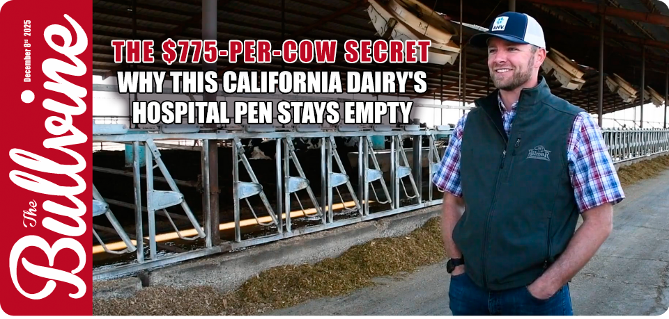 Mastitis treatment protocols