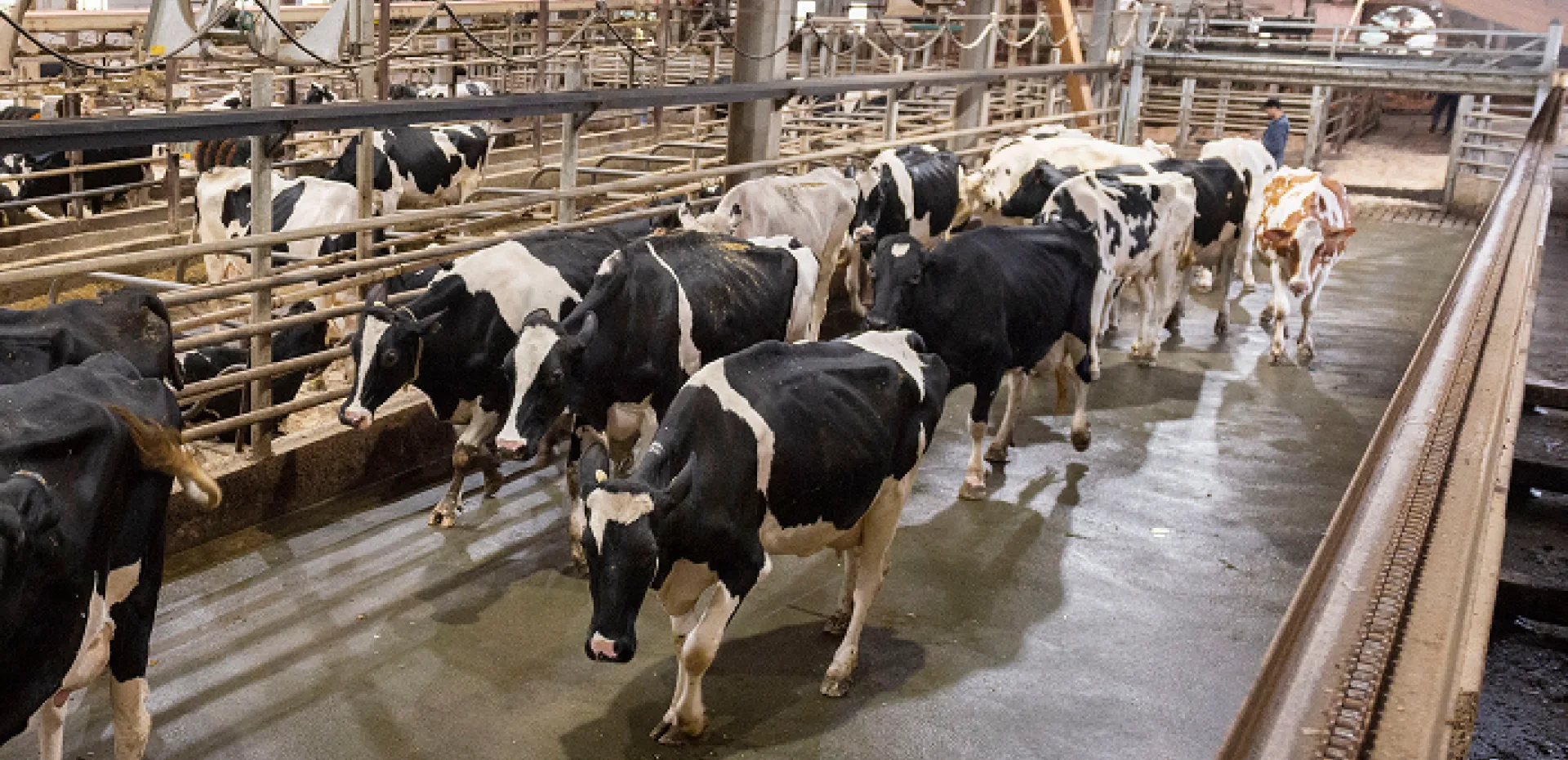 Dairy Cow Muscle Mobilization